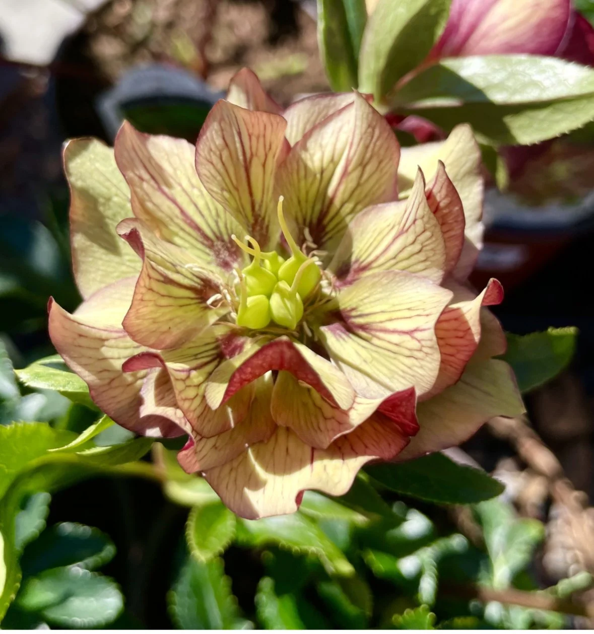 Best Blooms for Bees