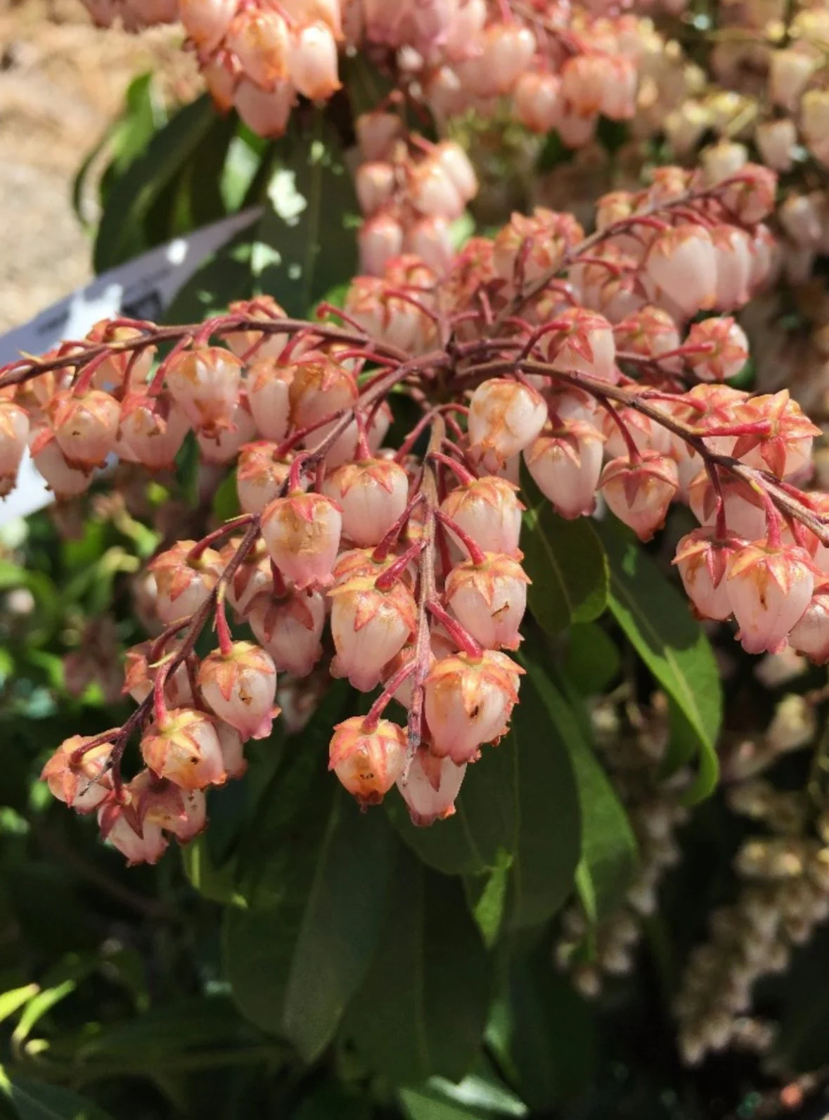 What to Prune When