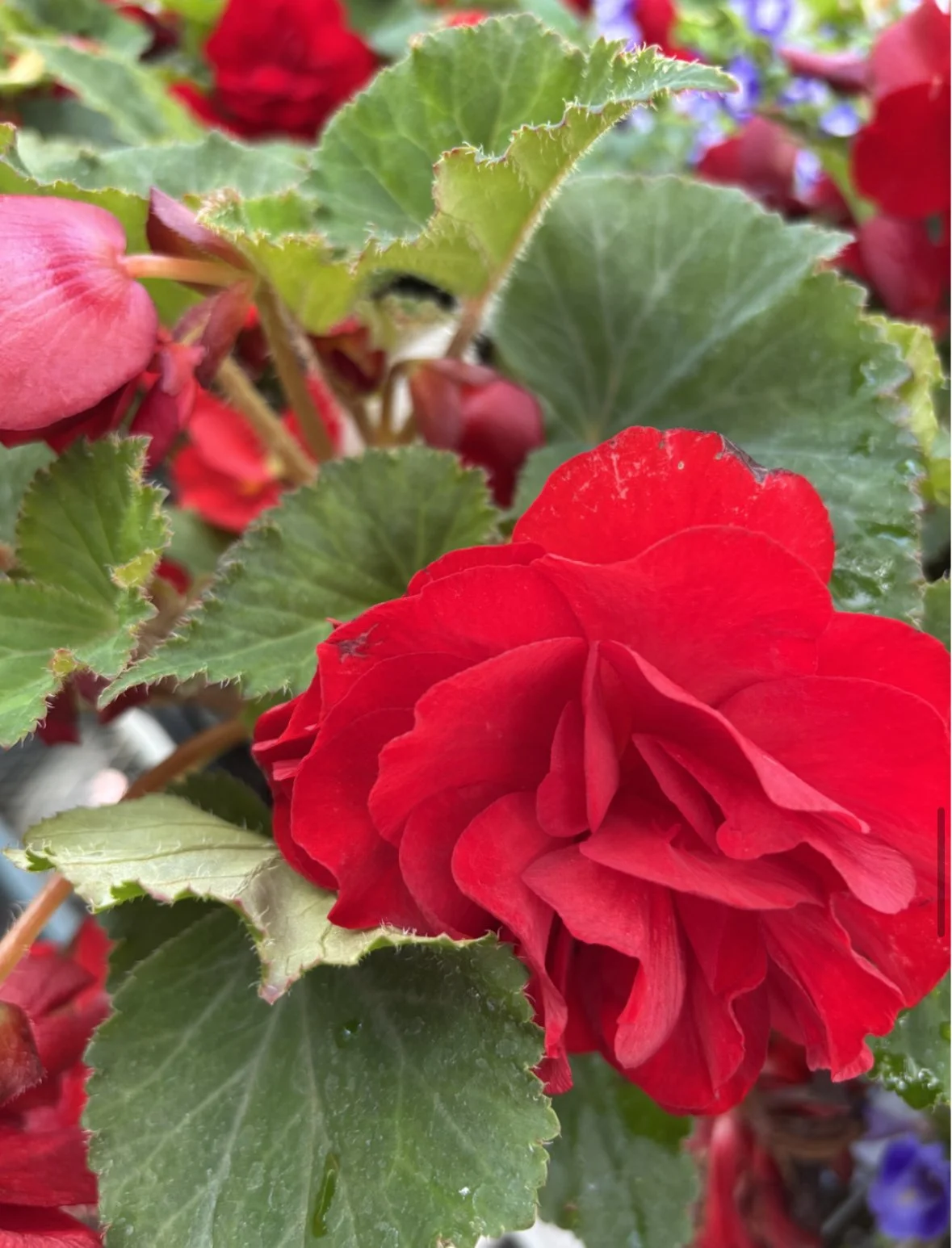 In the Greenhouse: Plant Spotlight: Begonias!