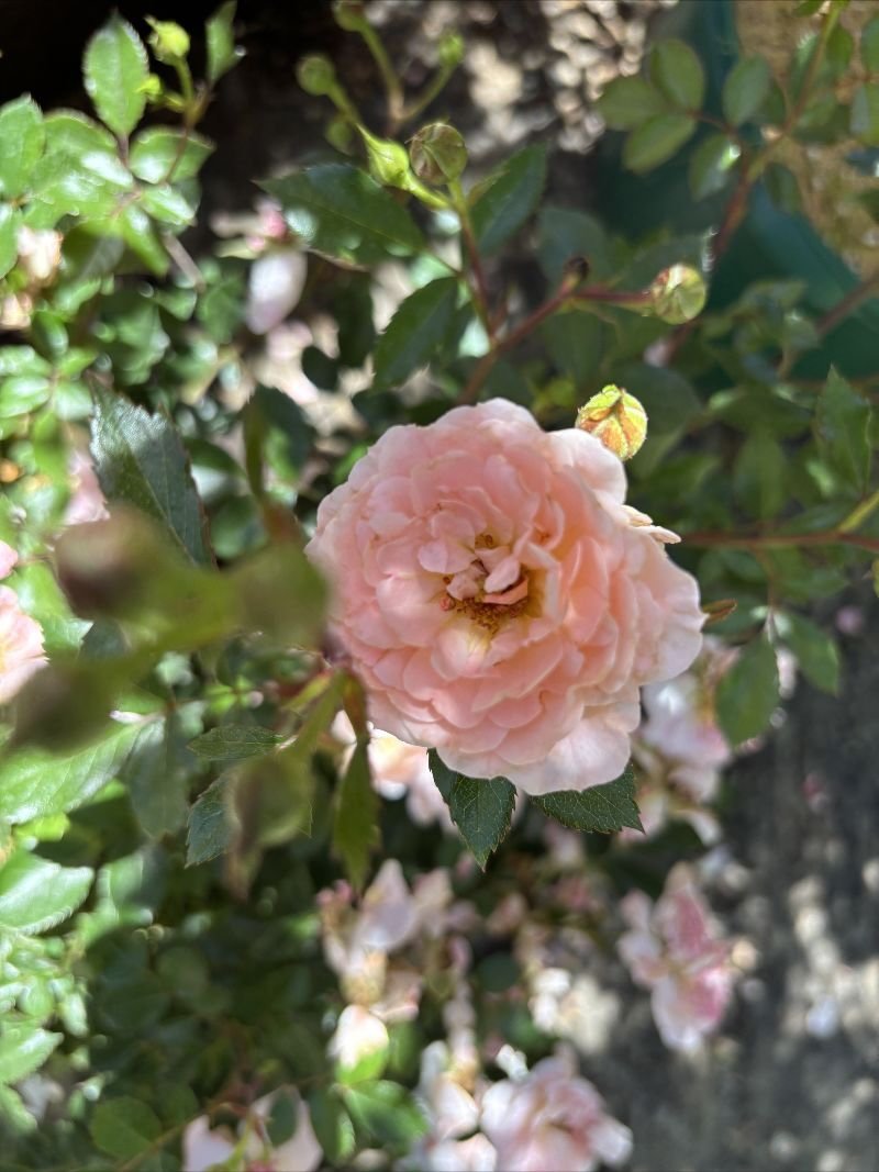 Fragrant, Disease Resistant, Easy Care Roses