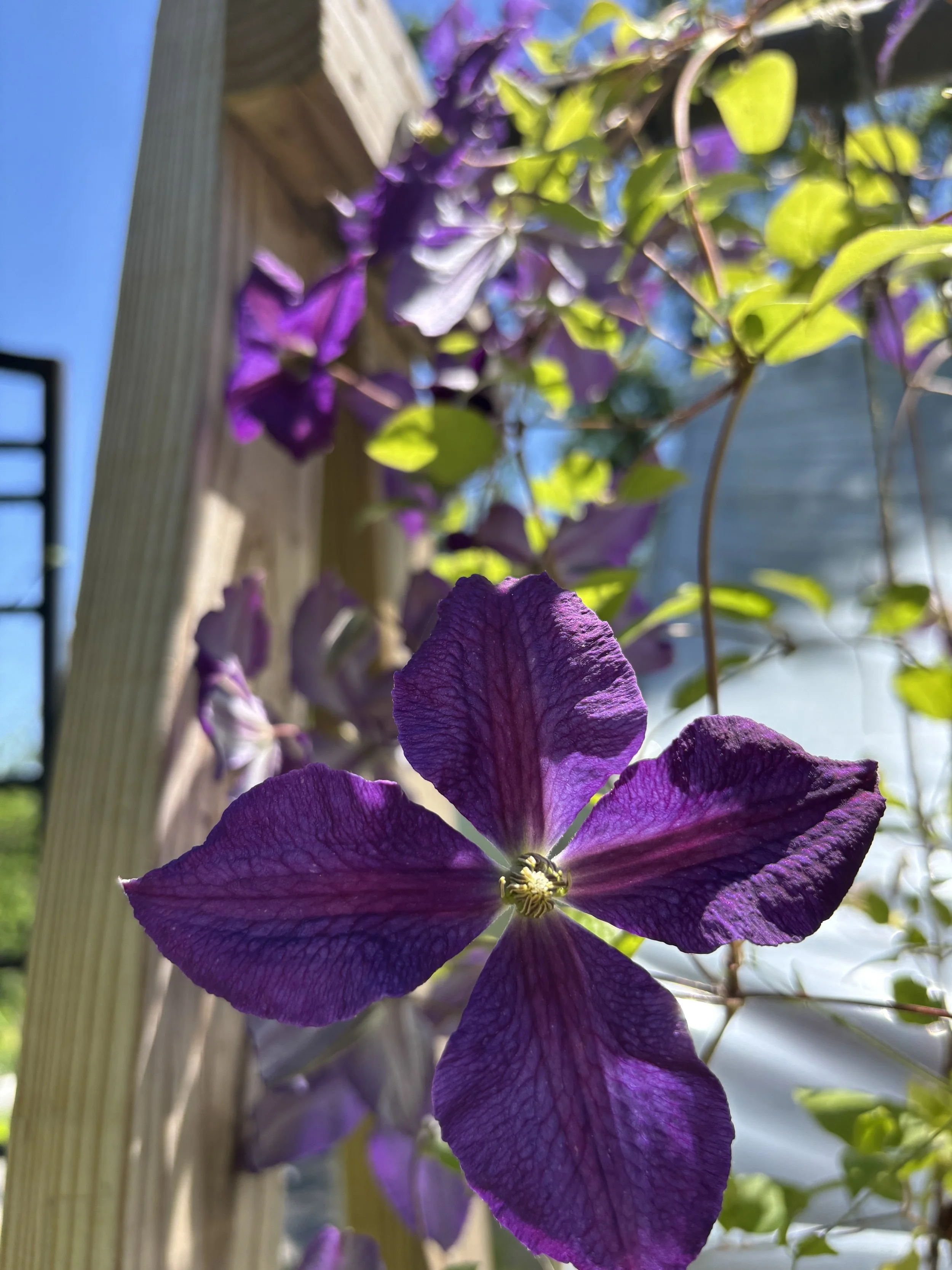 Comparing Clematis: Plant Spotlight