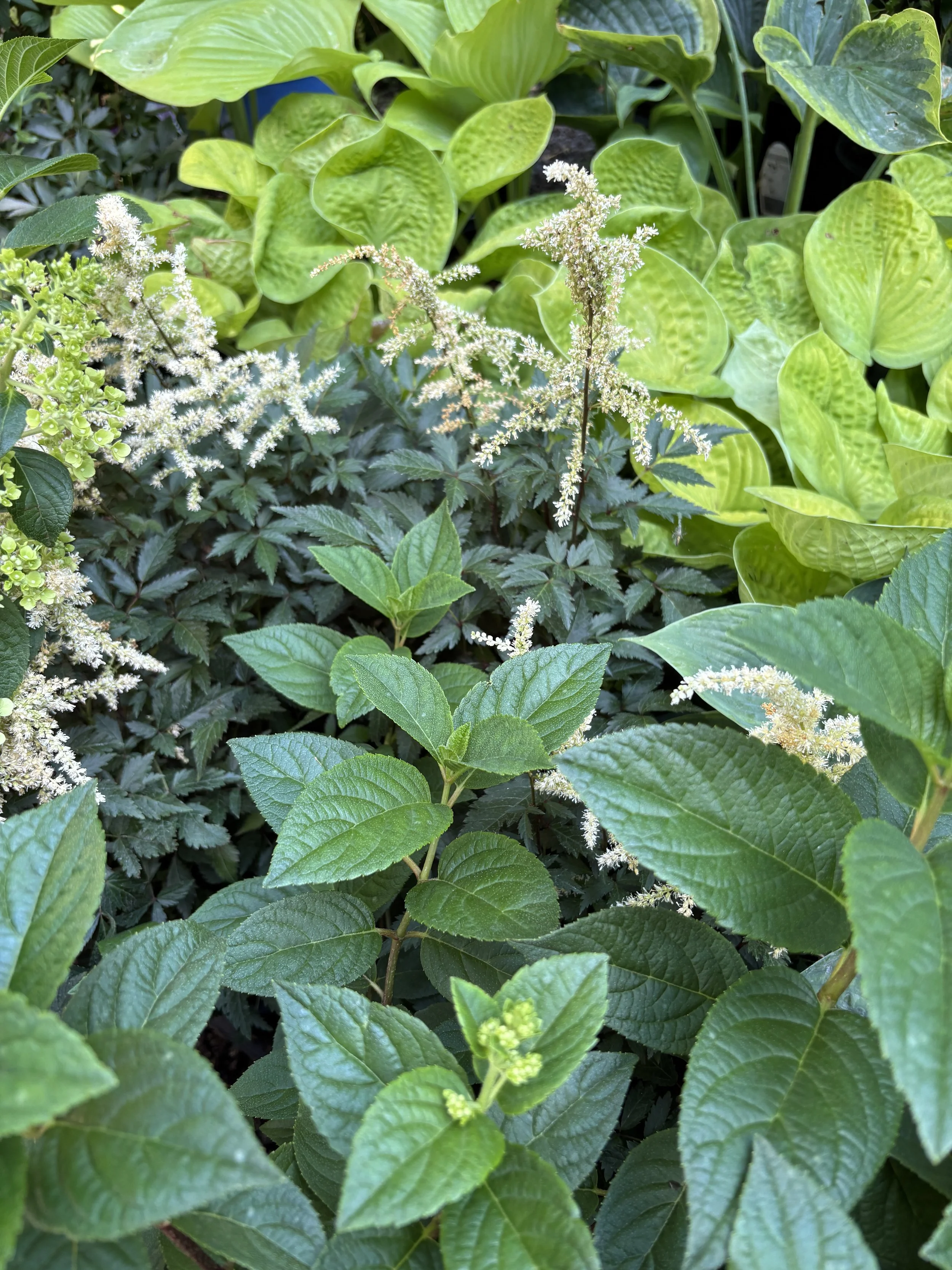 Plant Spotlight: Astilbe
