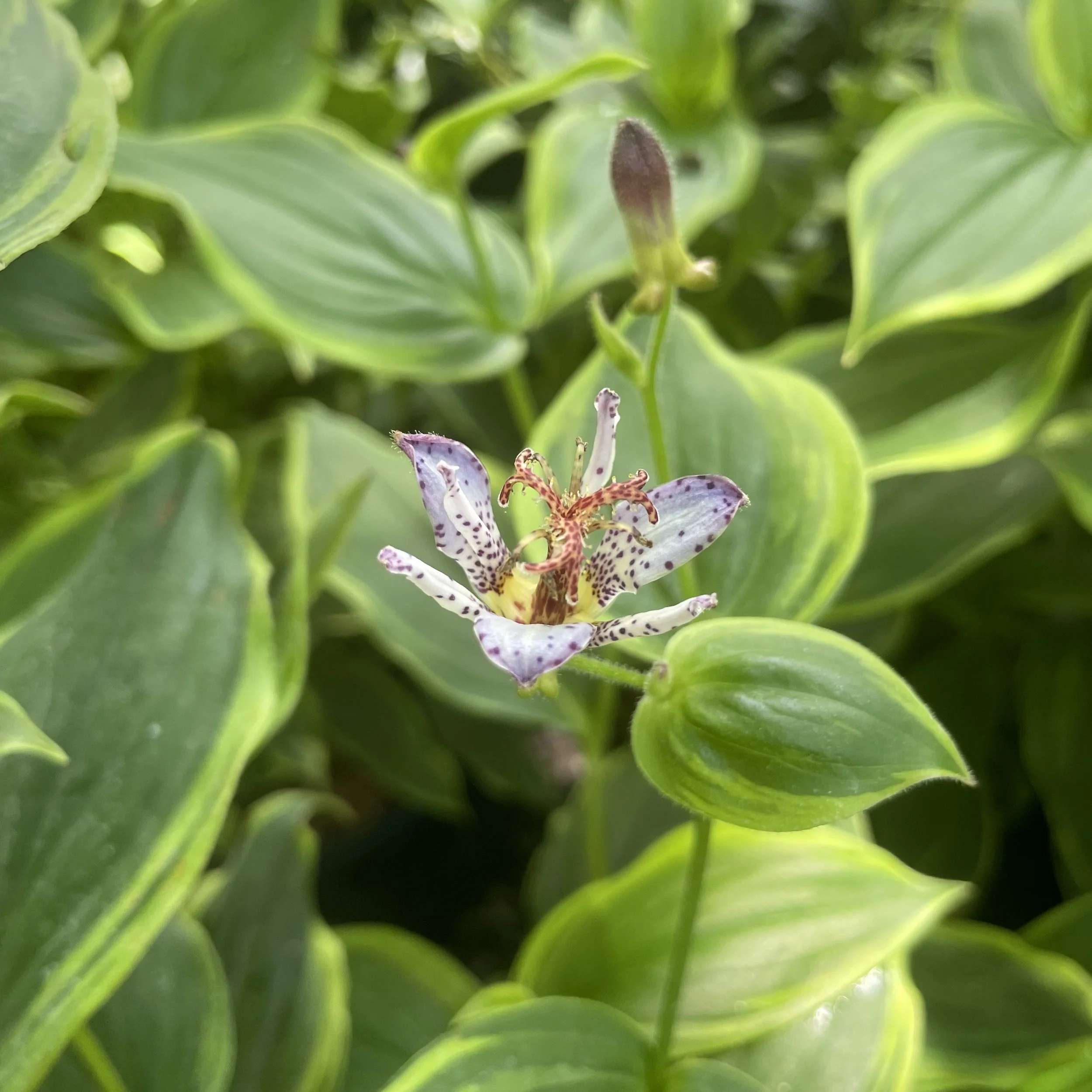 Plant Spotlight: Tricyrtis (Toadlilies)