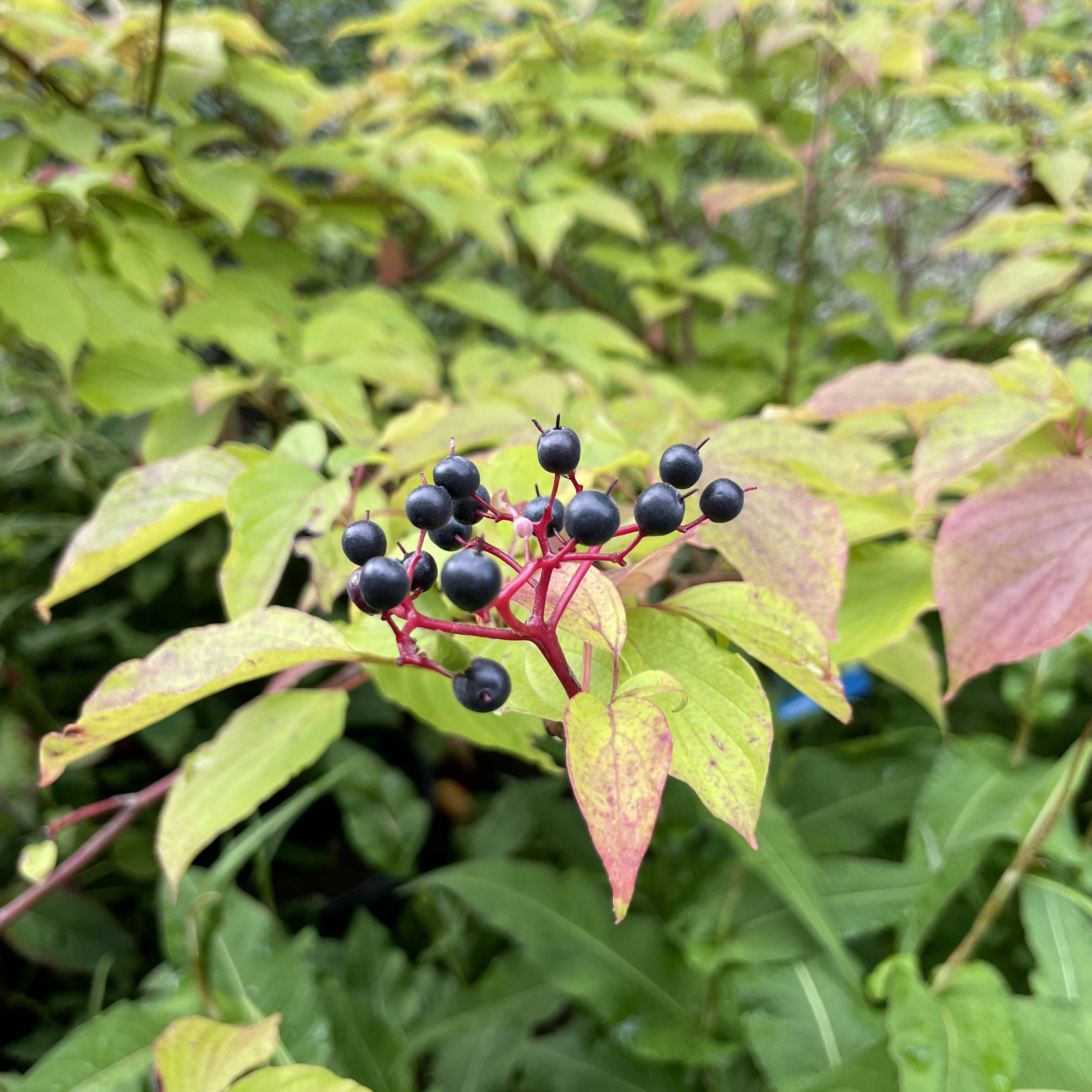 Trees for Hudson Valley Gardens
