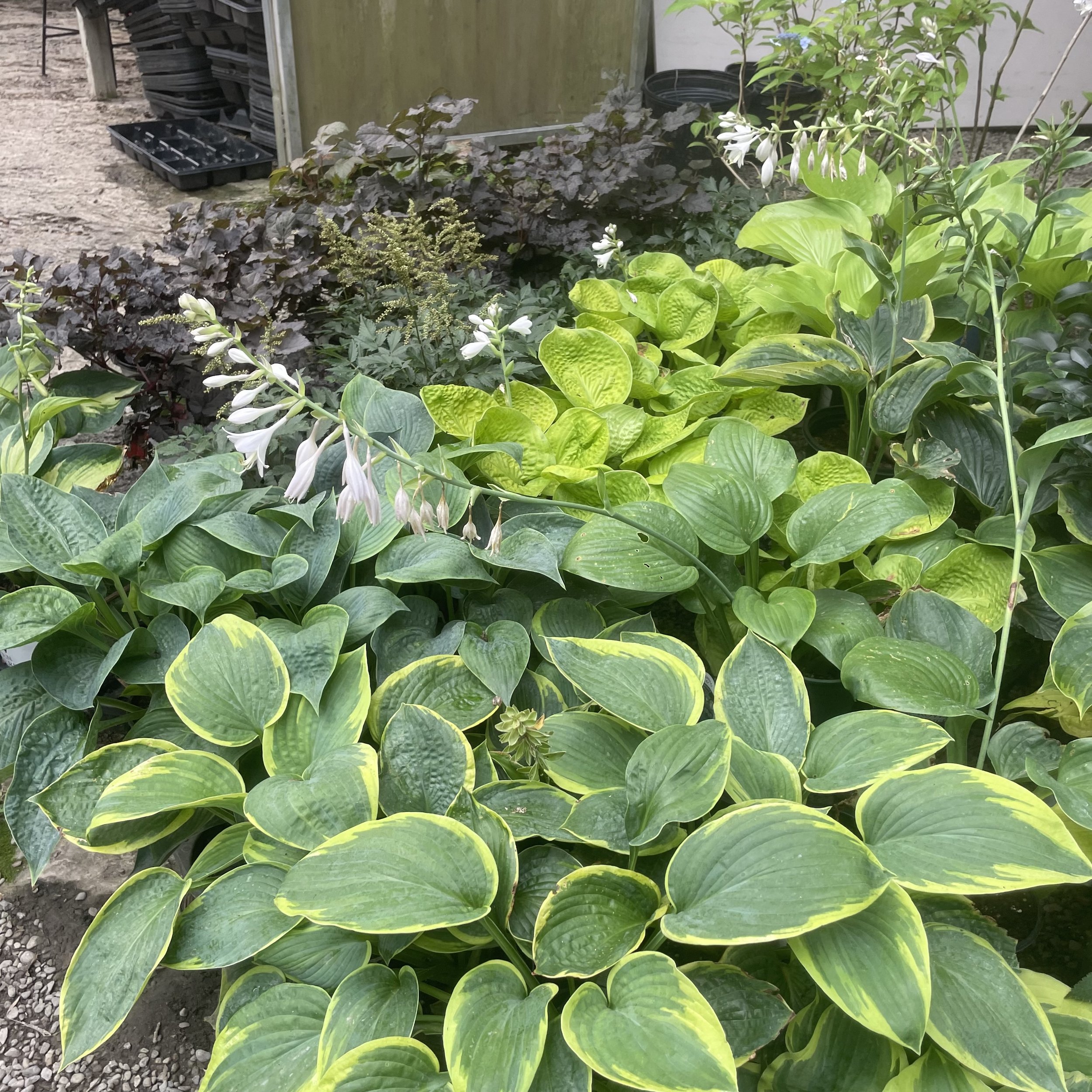 Hosta and Hydrangea: Hudson Valley Classics for Good Reason