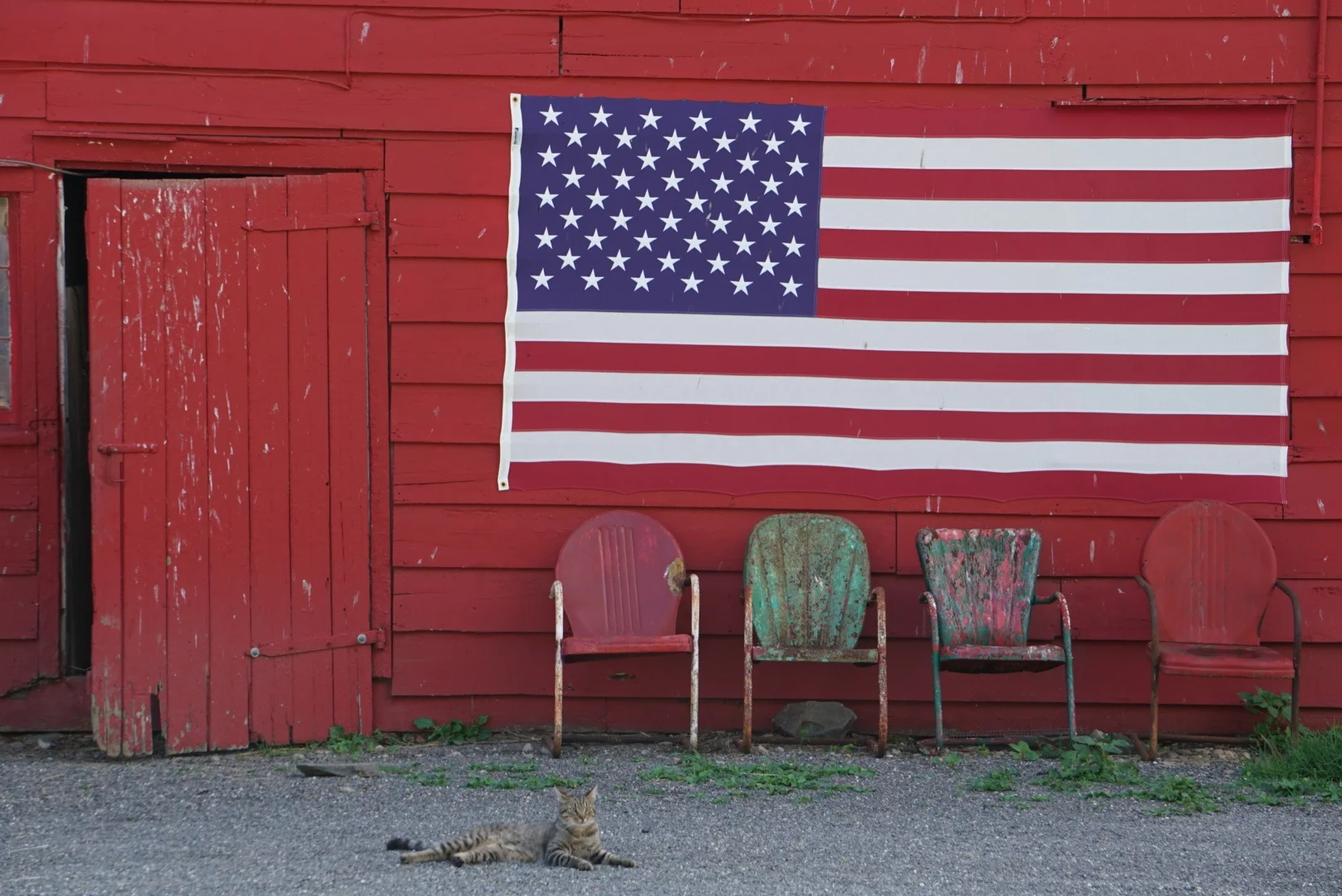 American-cat.JPG