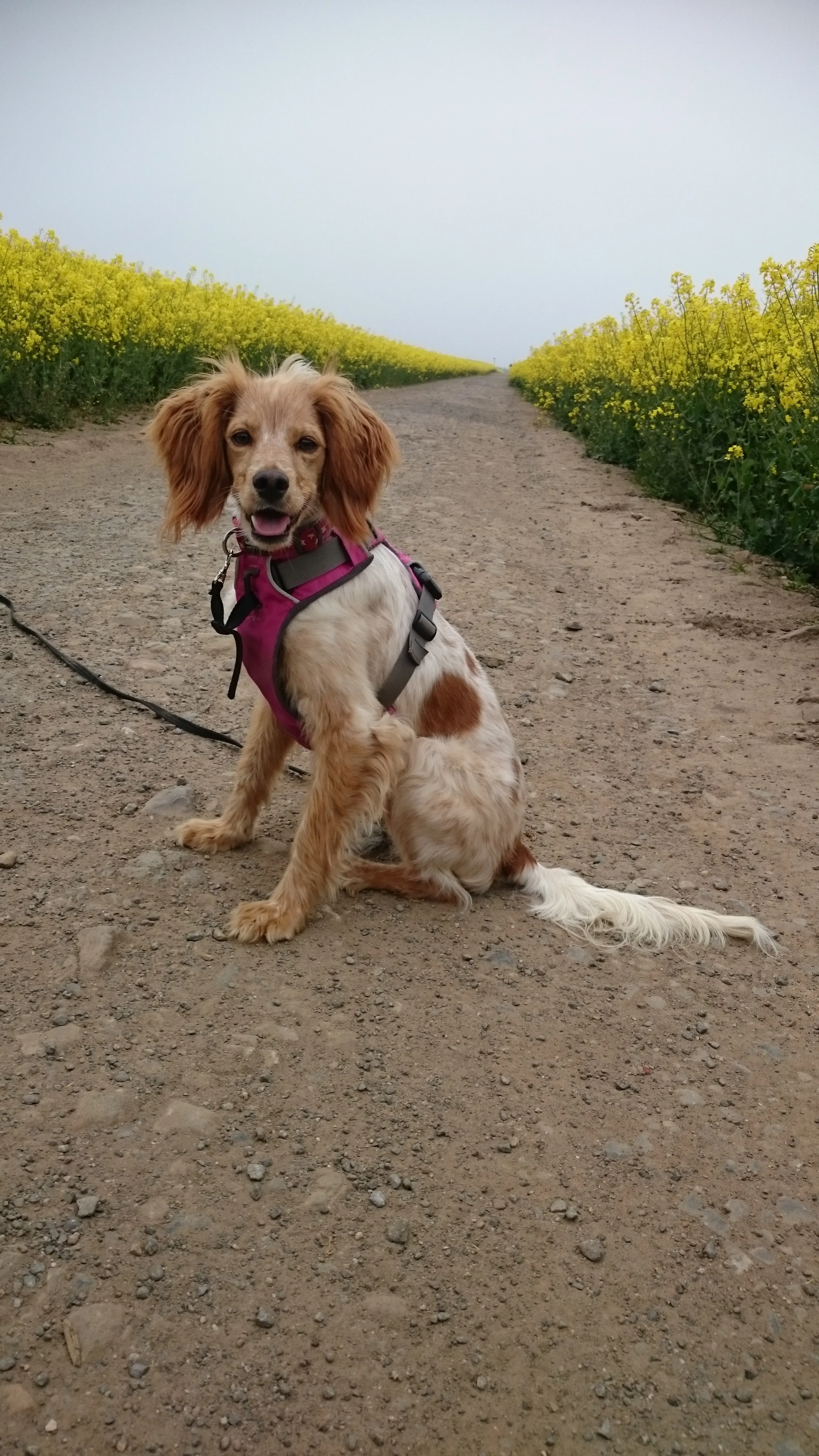 yes spaniel rescue