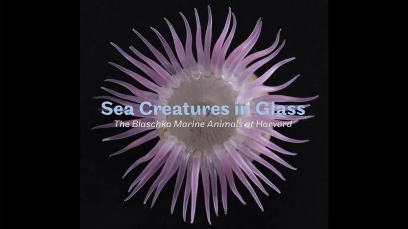 sea.creatures.web_.trl_.jpg