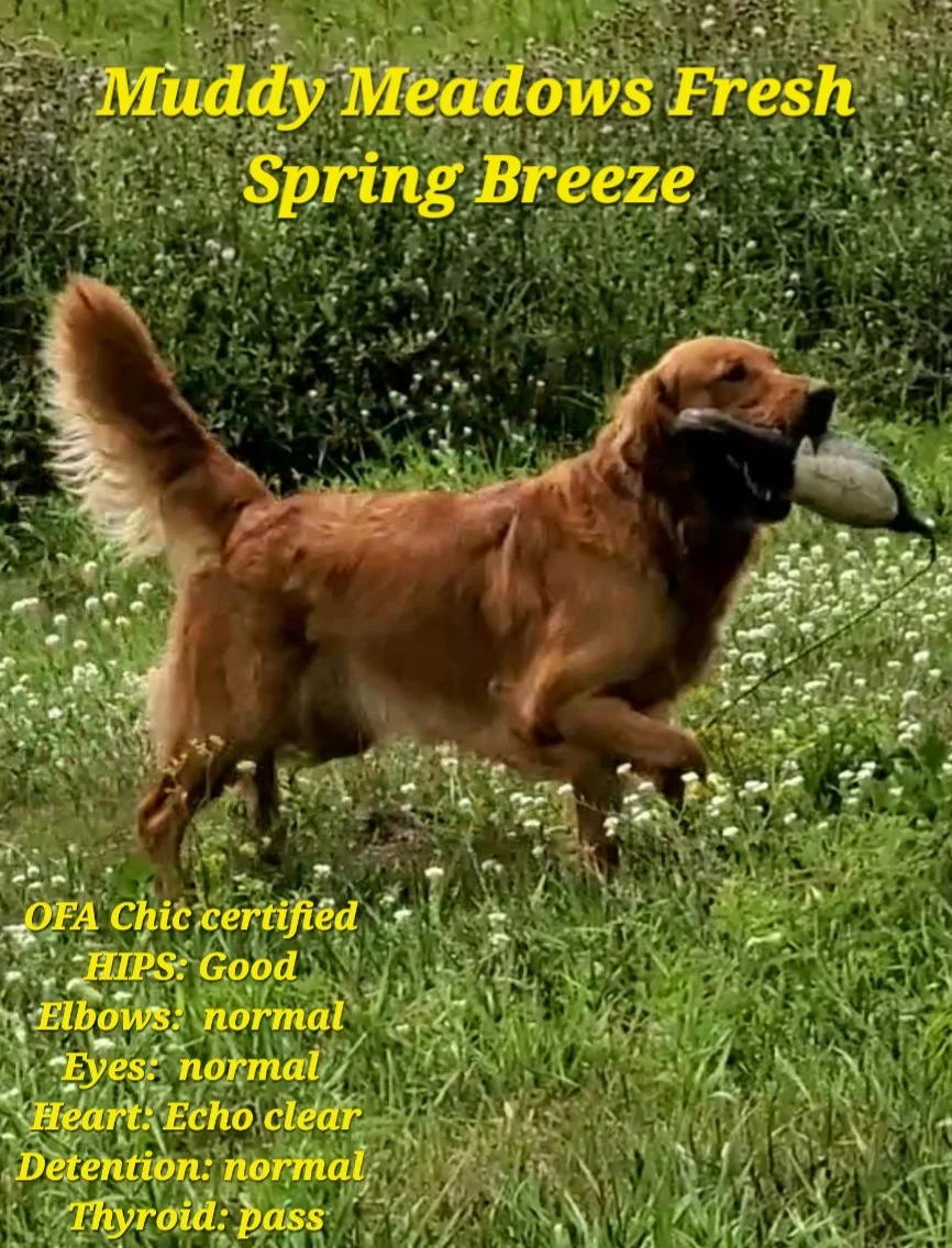 Golden Retriever Puppies