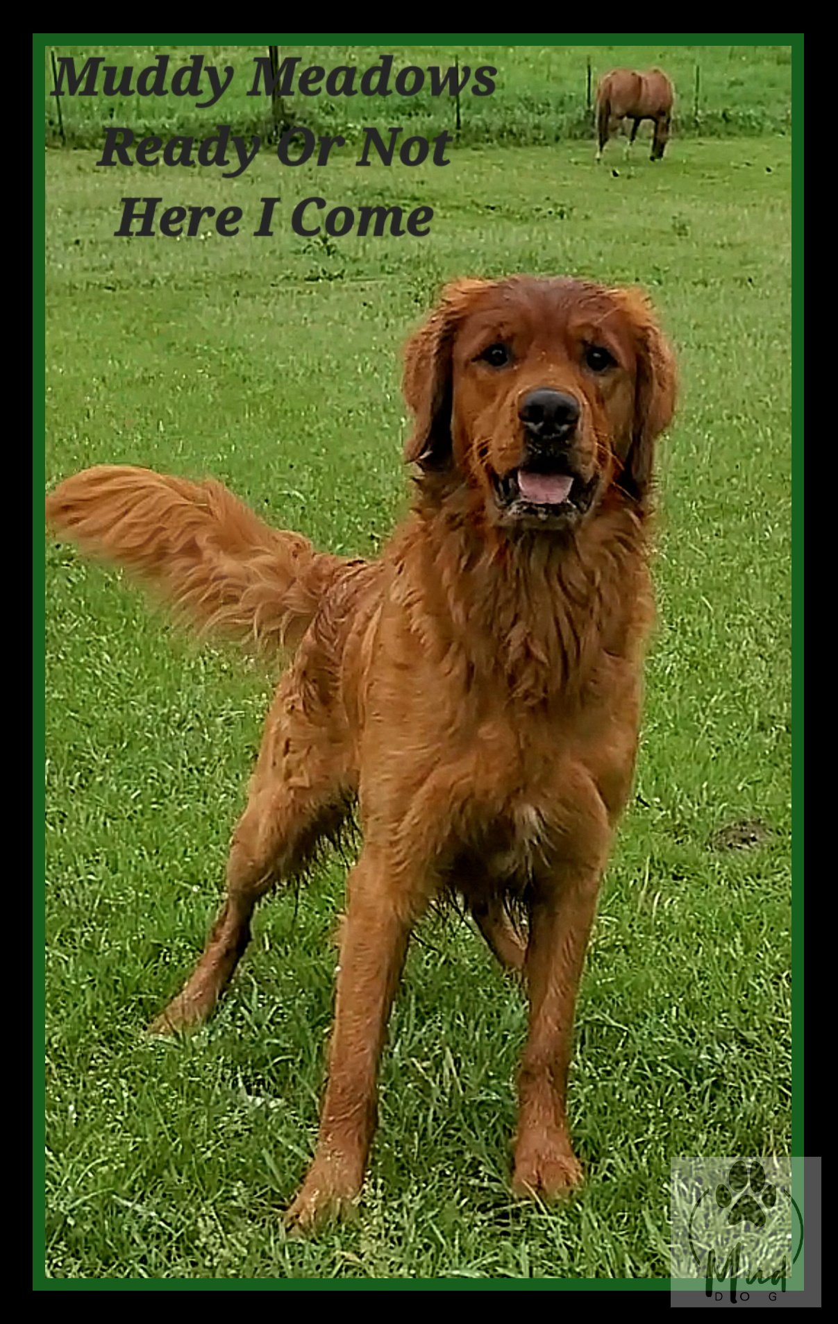 Golden Retriever breeder.jpg