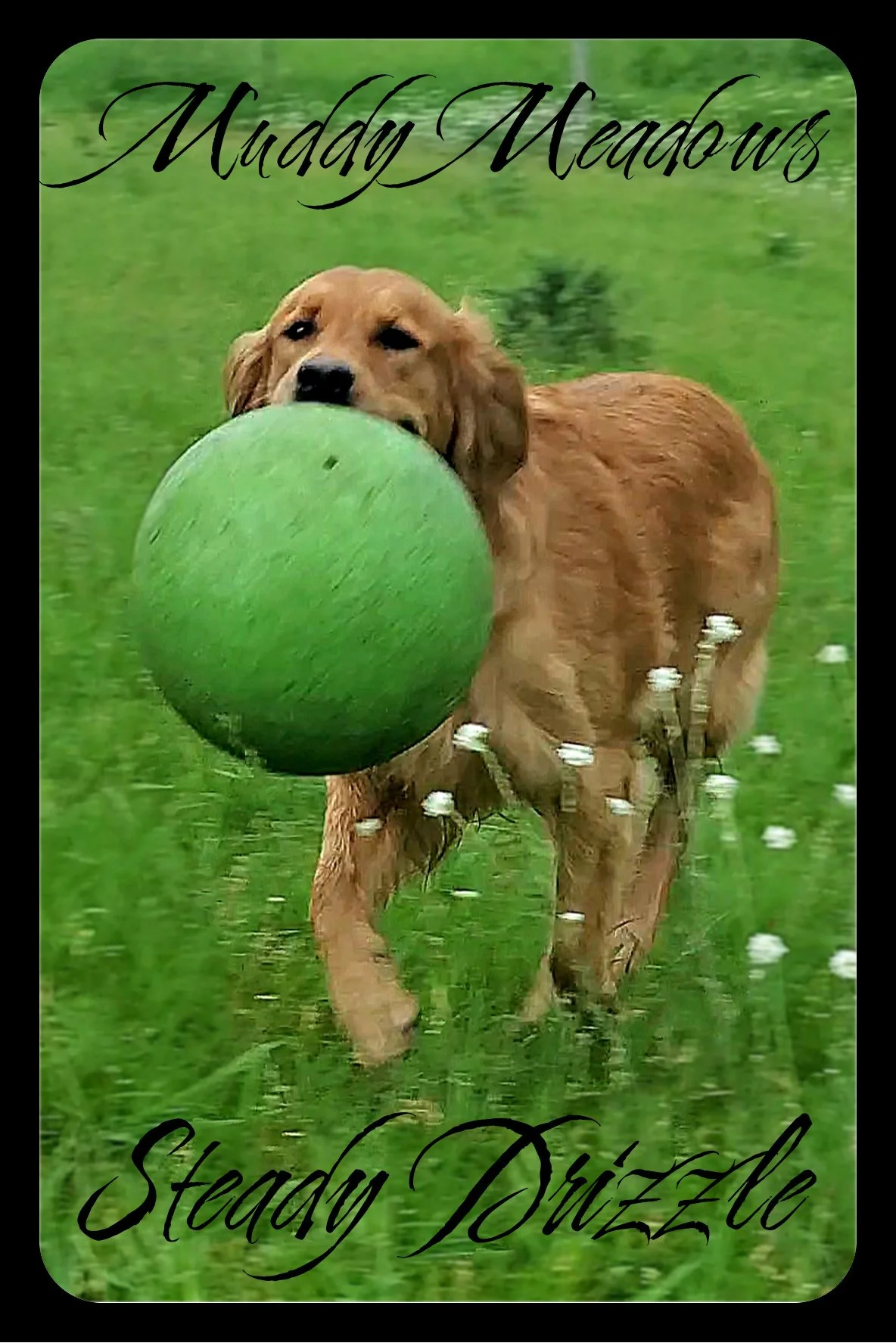 Best golden retriever breeders.jpg