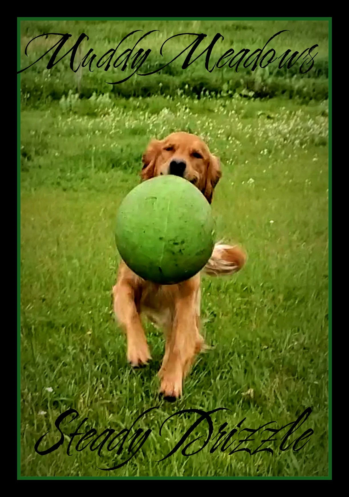 Red golden retriever puppies.jpg