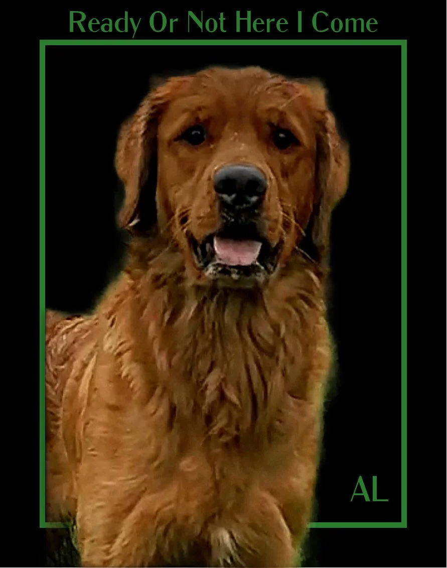 golden retiever in Minnesota.jpg