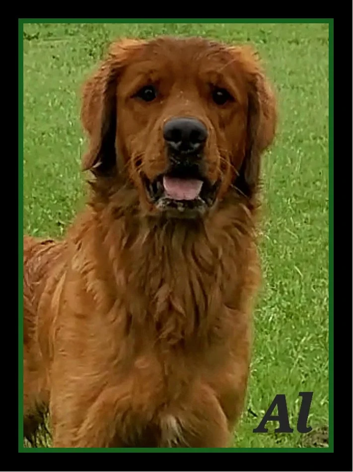 golden retiever in MN.jpg