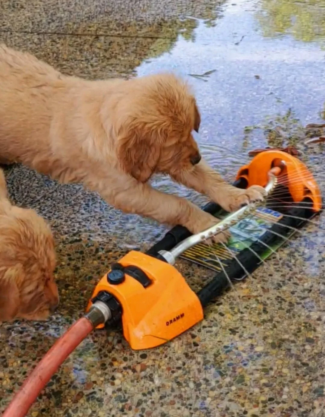 Golden retriever breeder.jpg