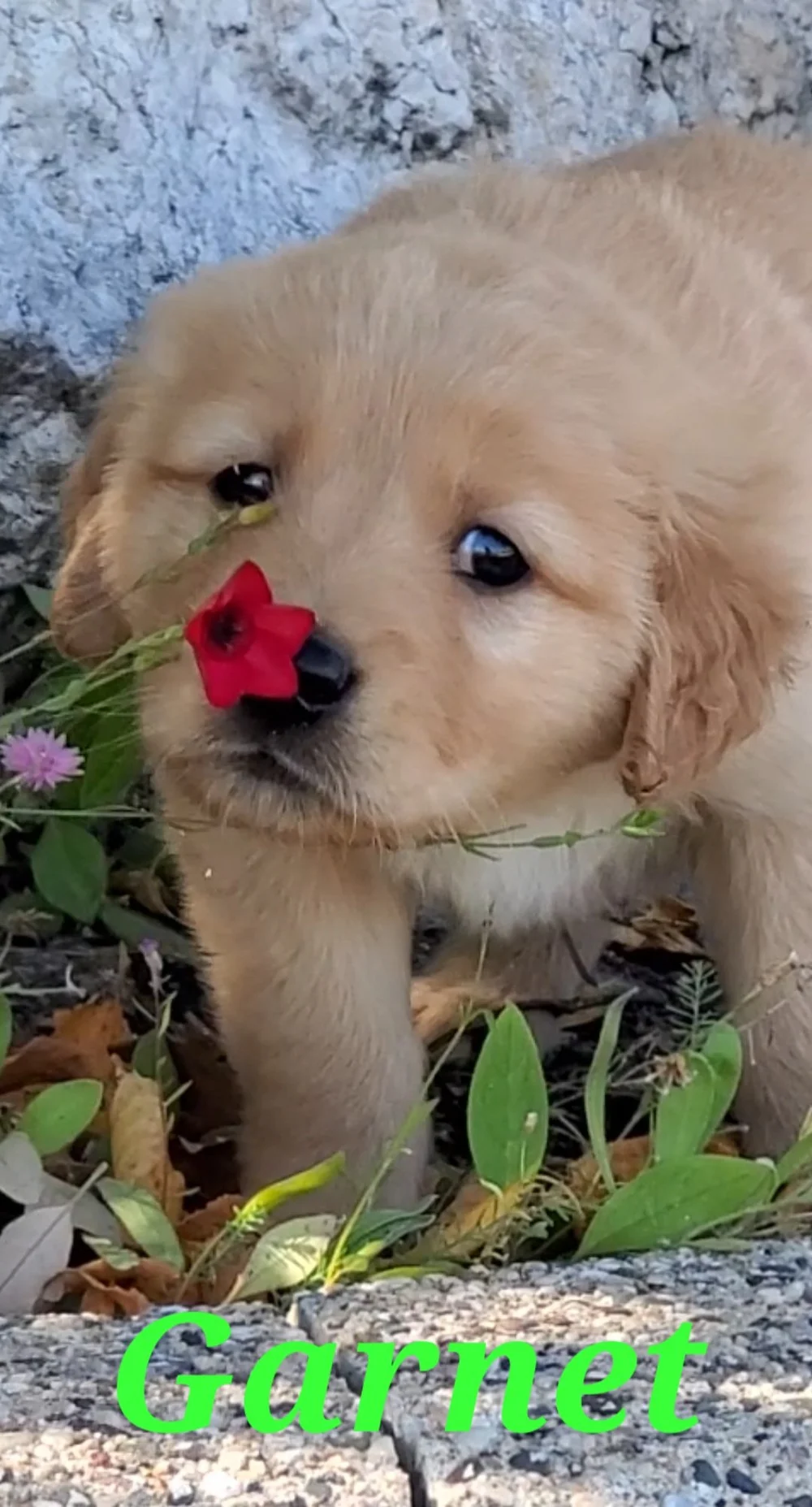 Golden Retriever Puppies