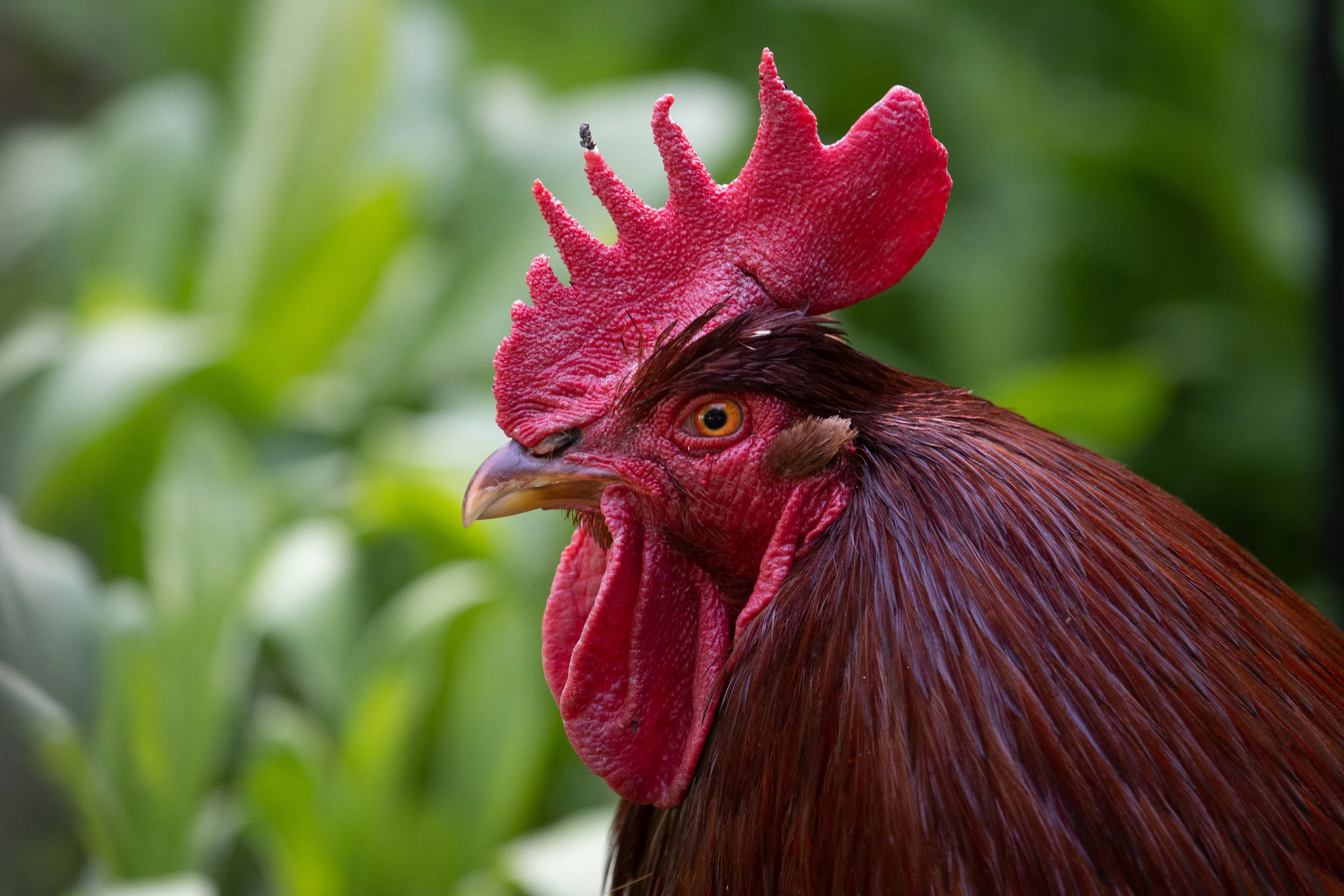 Henny Penny & Julio. f/2.2, 1.500 sec, ISO 200.