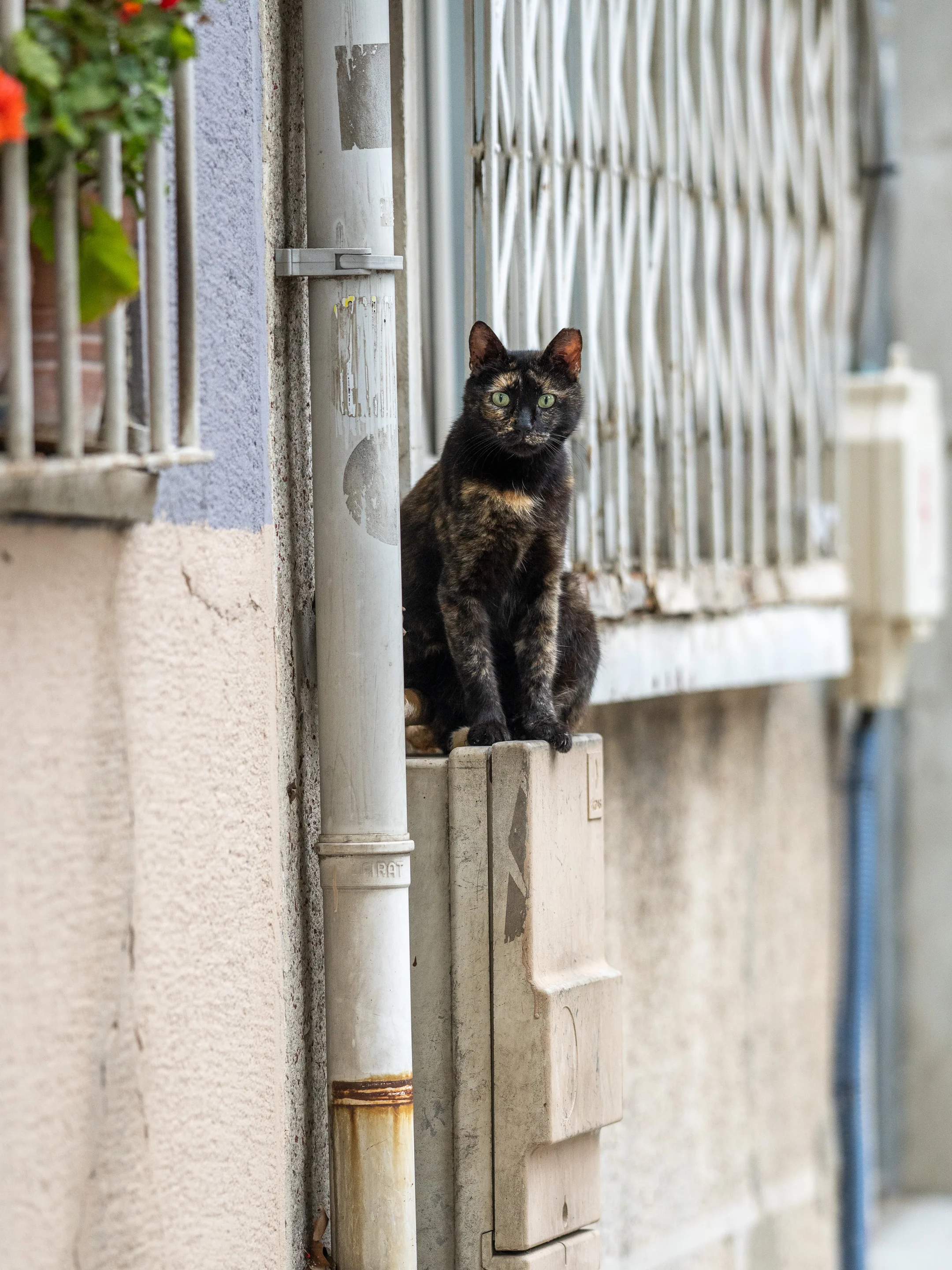 Wall Cat