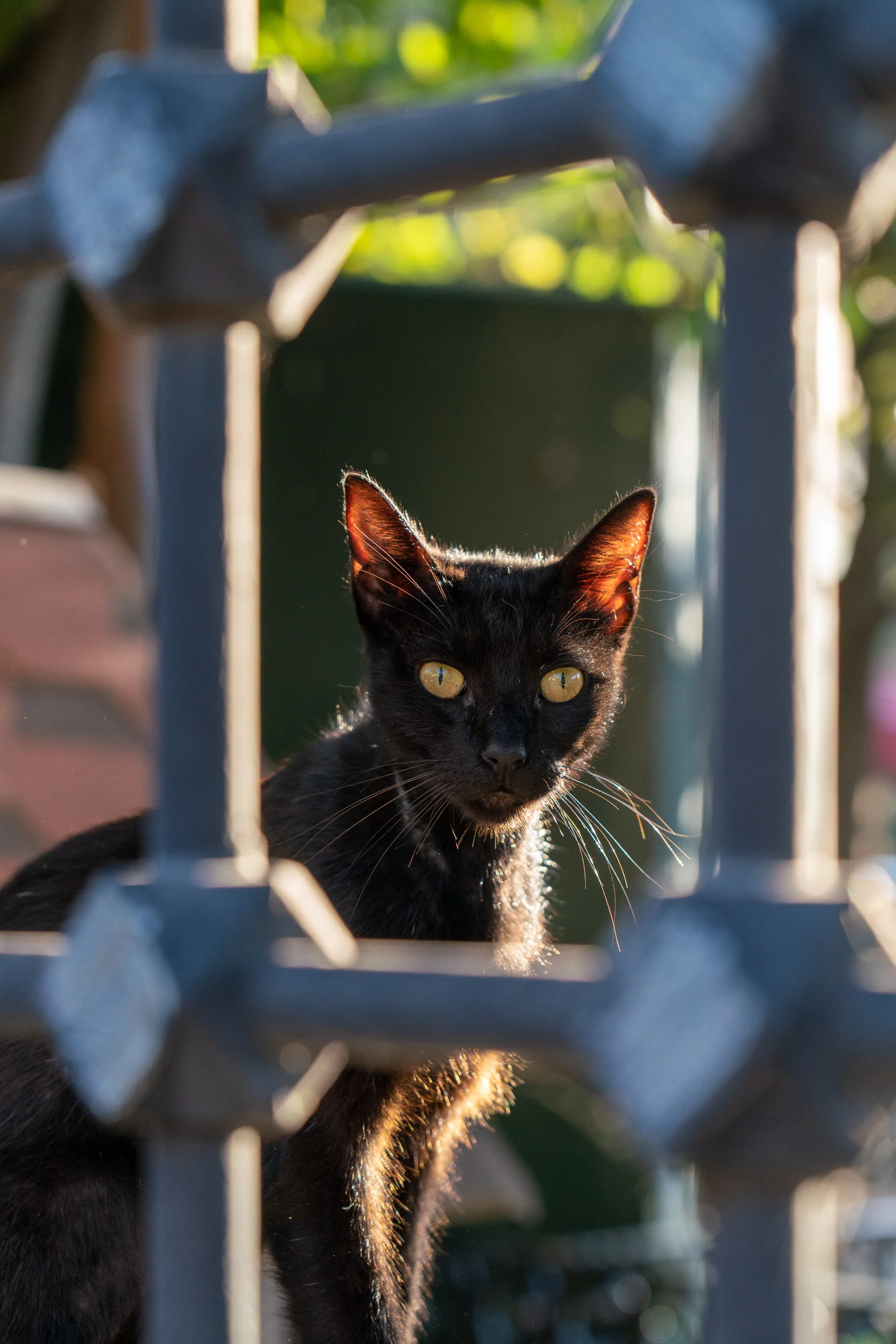 Fence cat