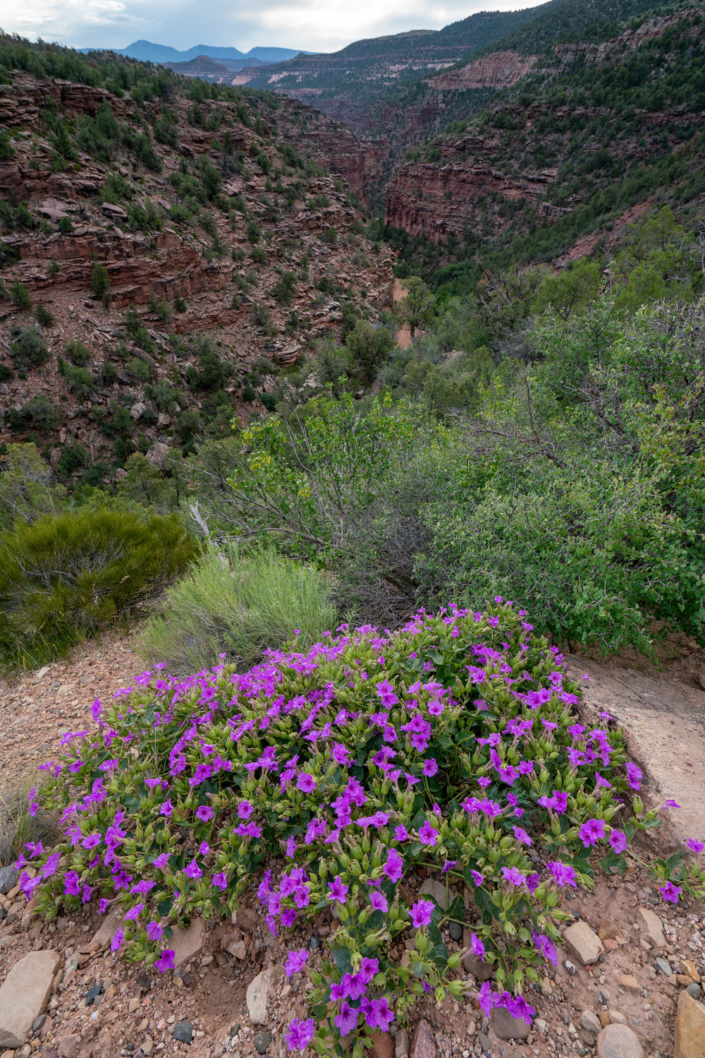 Canyon climb and rim flowers