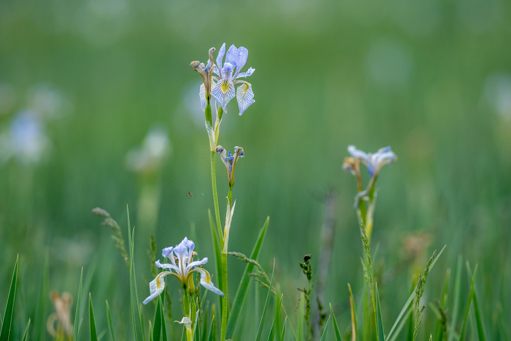 Wildflowers