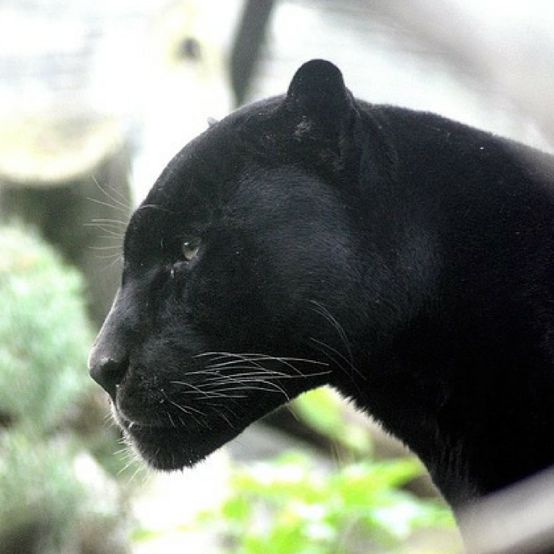 Panther.png