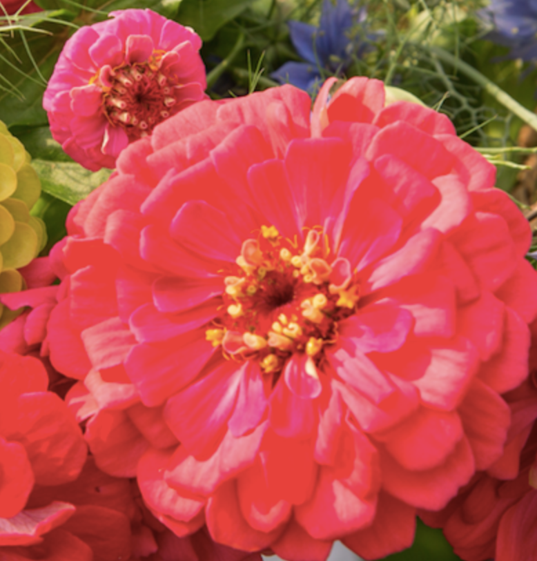 A flower from one of Cathy's hoop-houses.