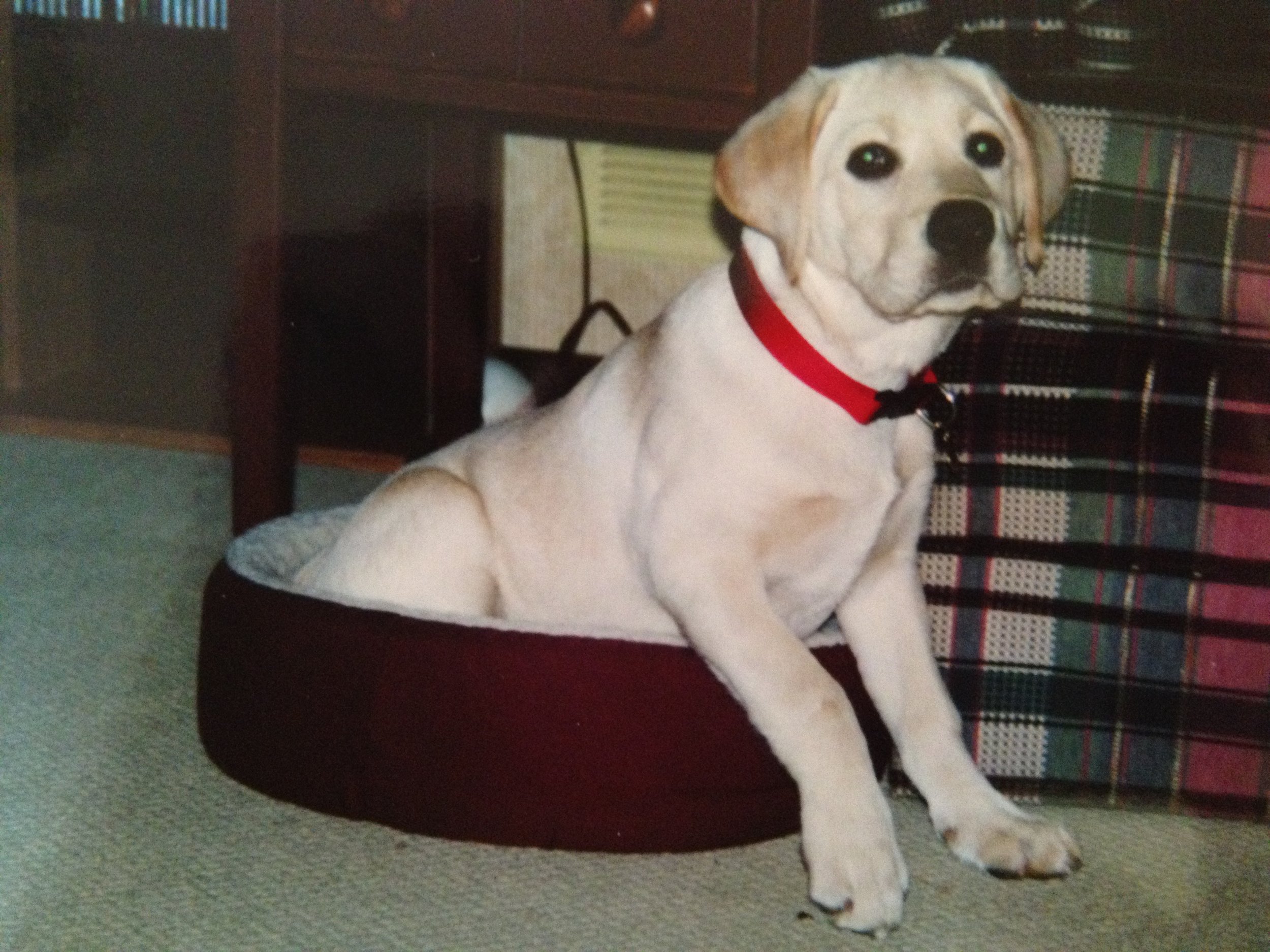 Daisy in Mr. Cat's Bed
