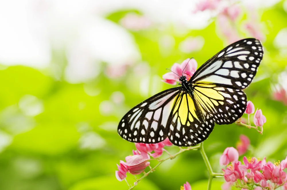 Butterfly.jpg