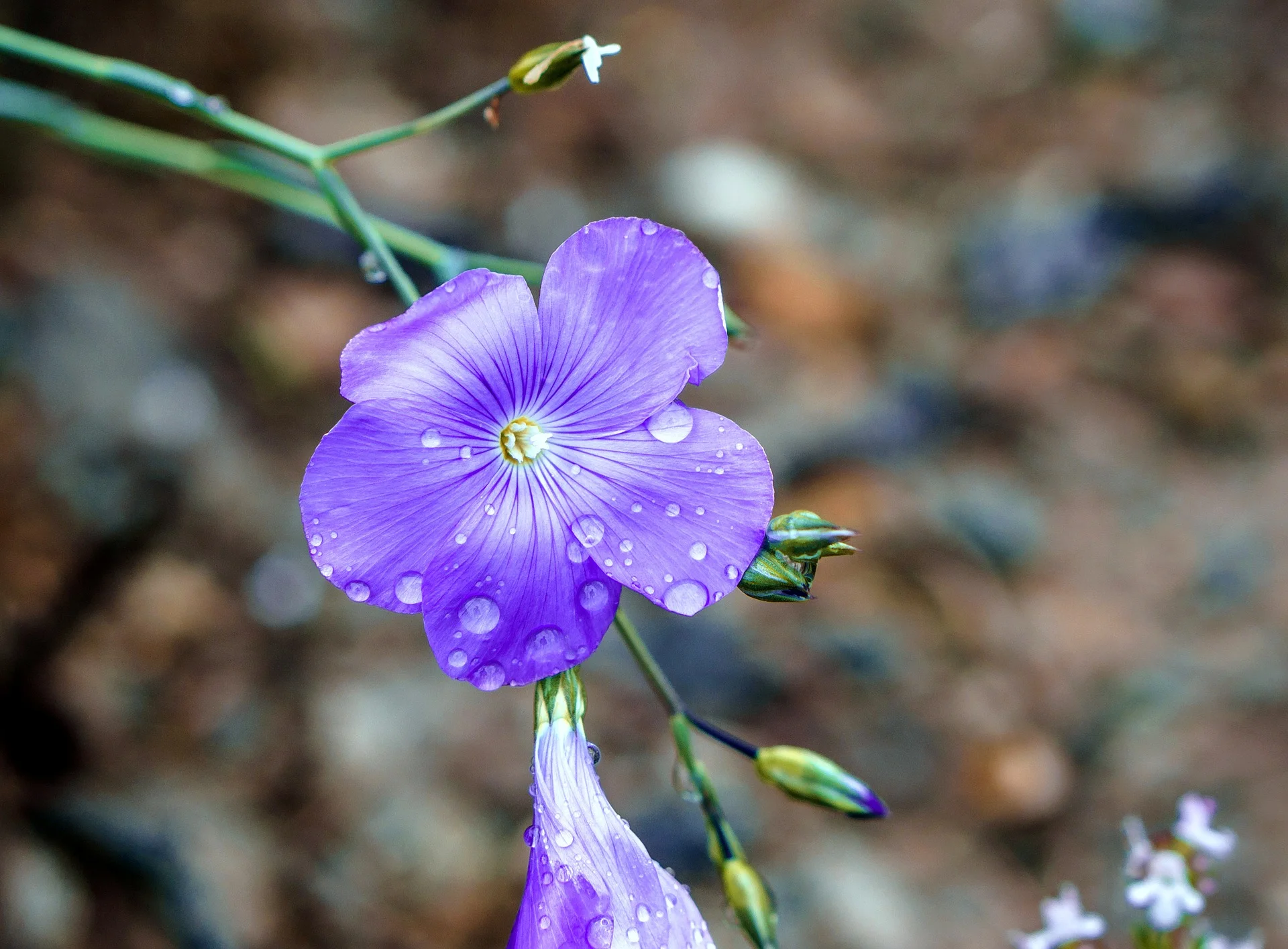 flowers-3388569_1920.jpg