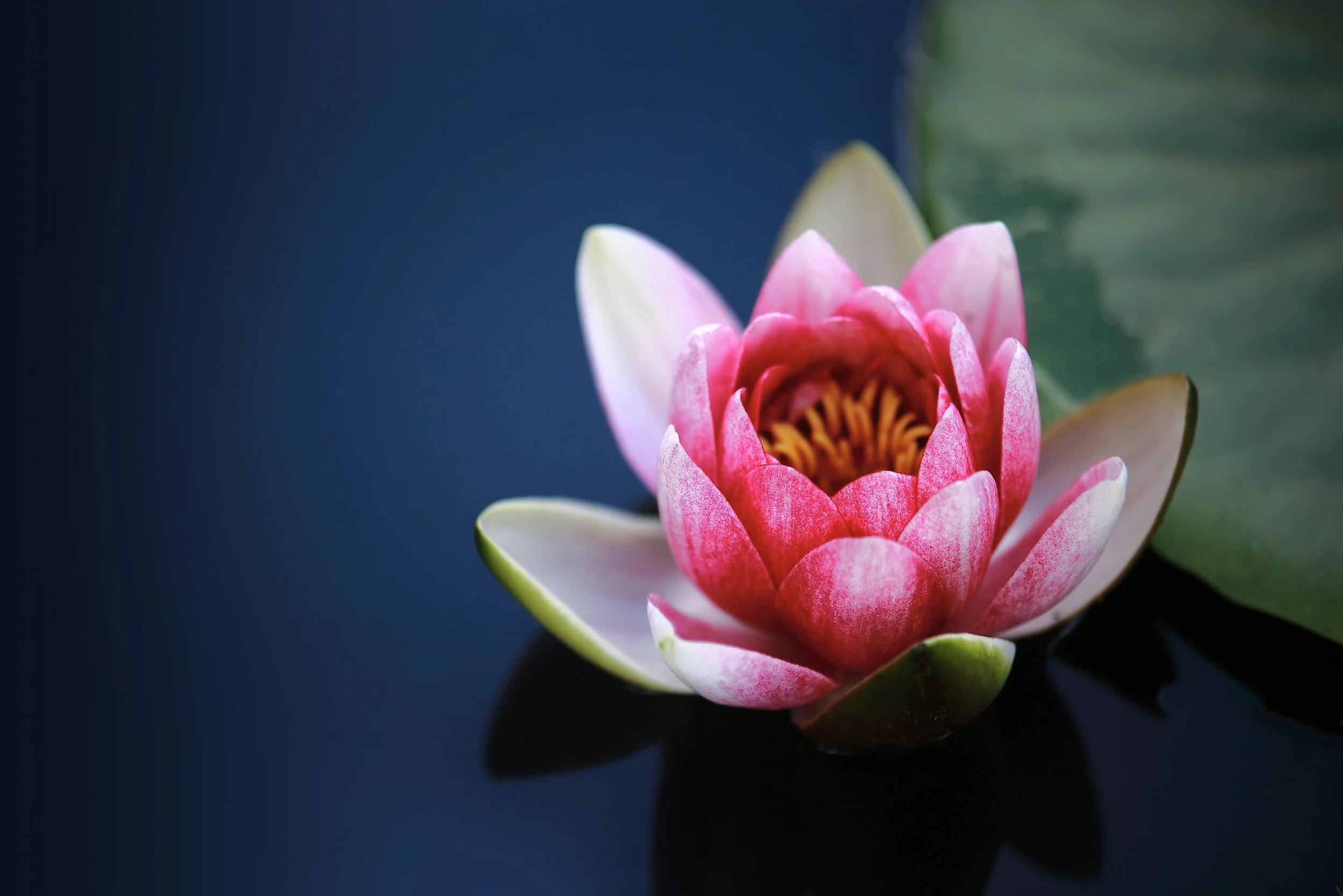 Lotus lily.jpg