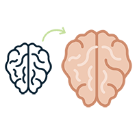  Augmentation de la taille (du volume) de votre hippocampe. 