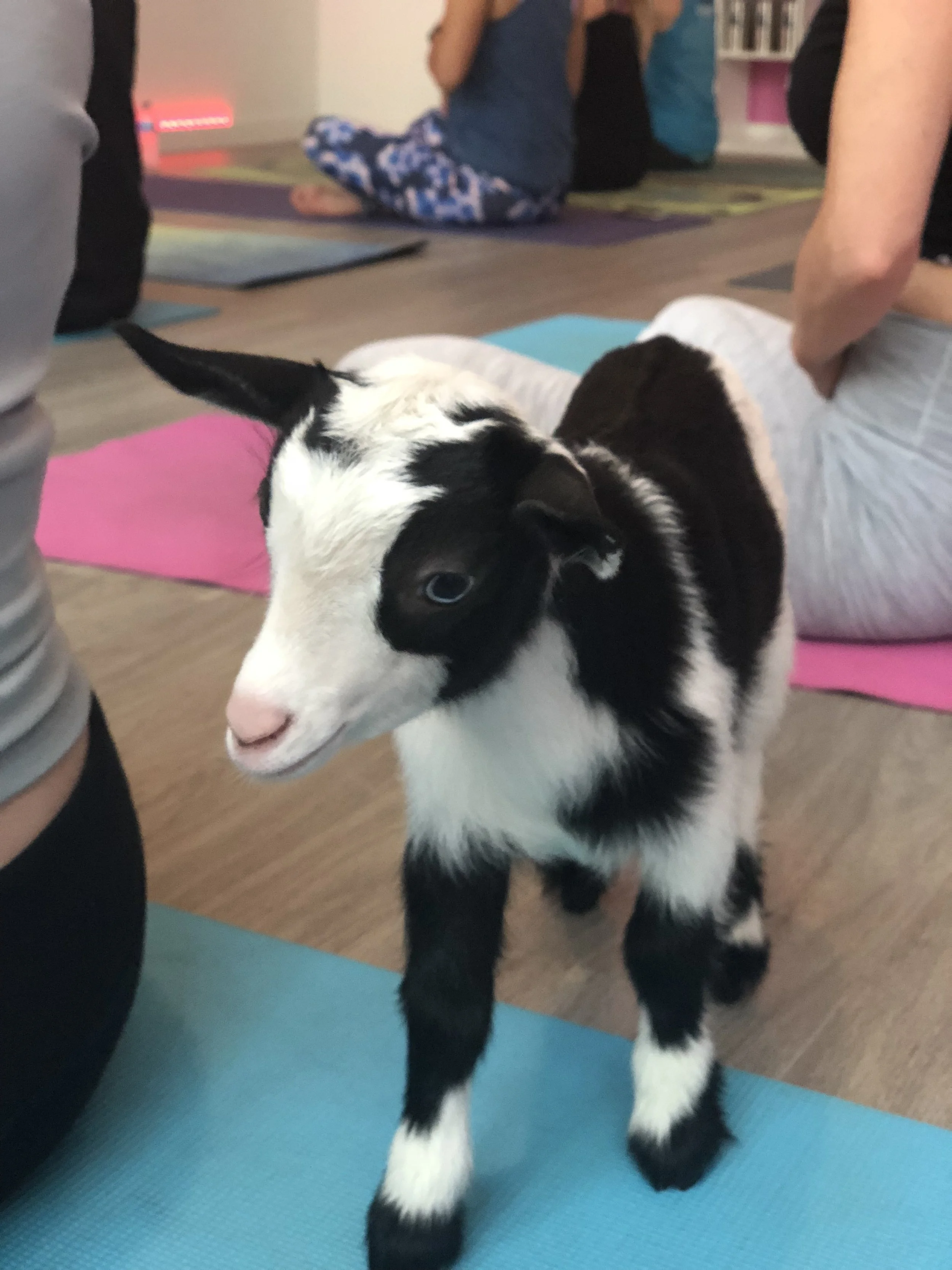 Goat Yoga