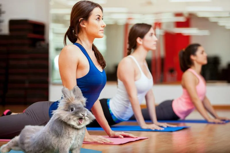 Bunny Yoga
