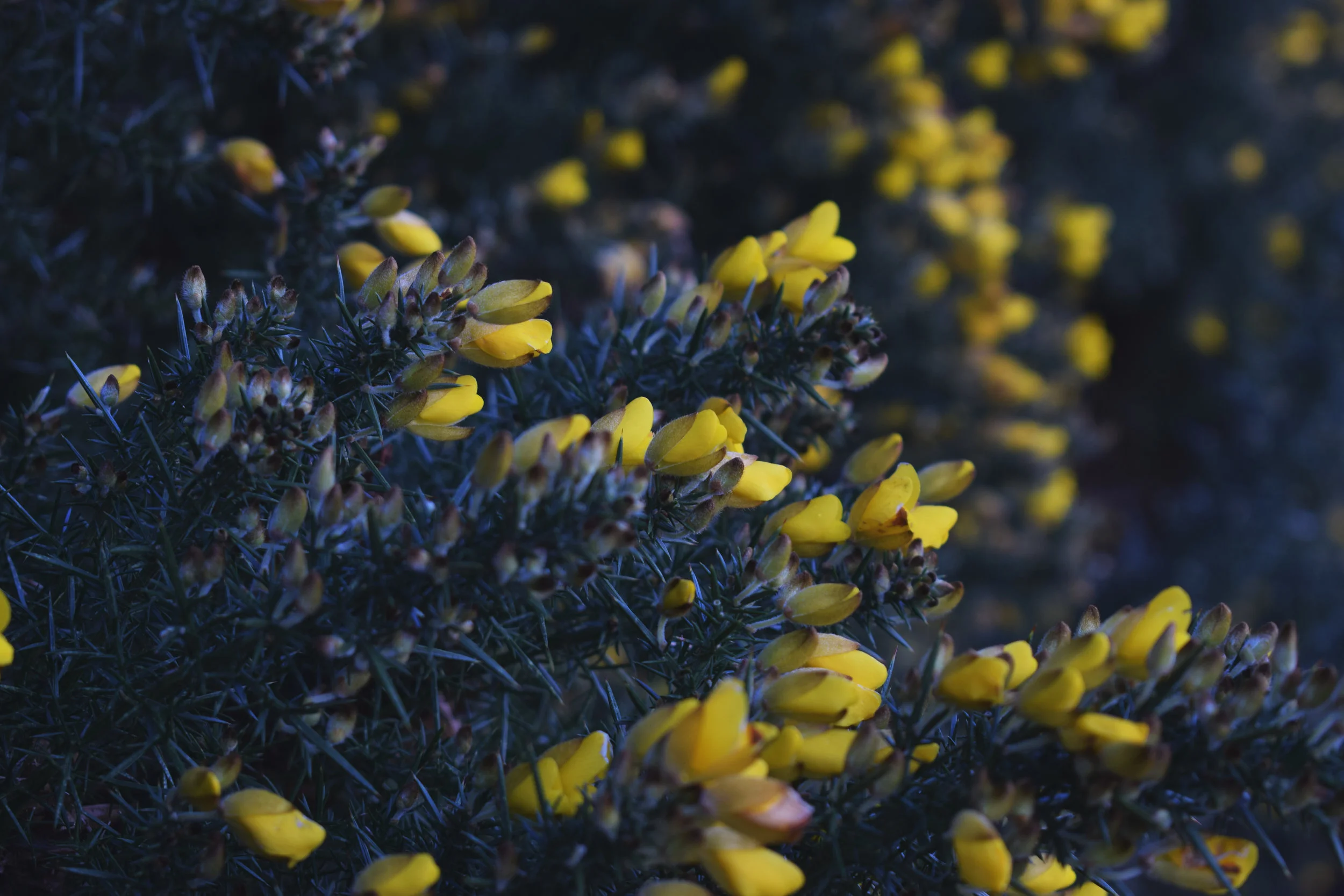 gorse.jpg