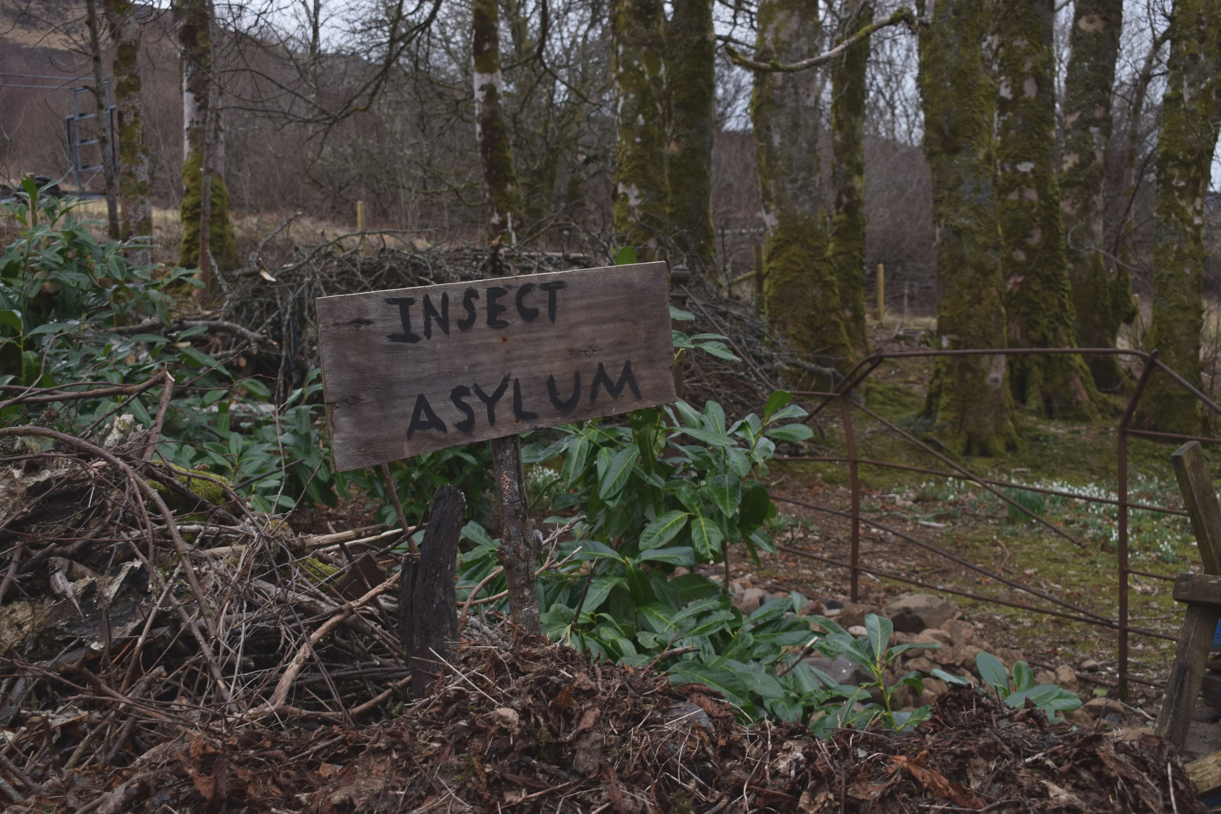 asylum.jpg