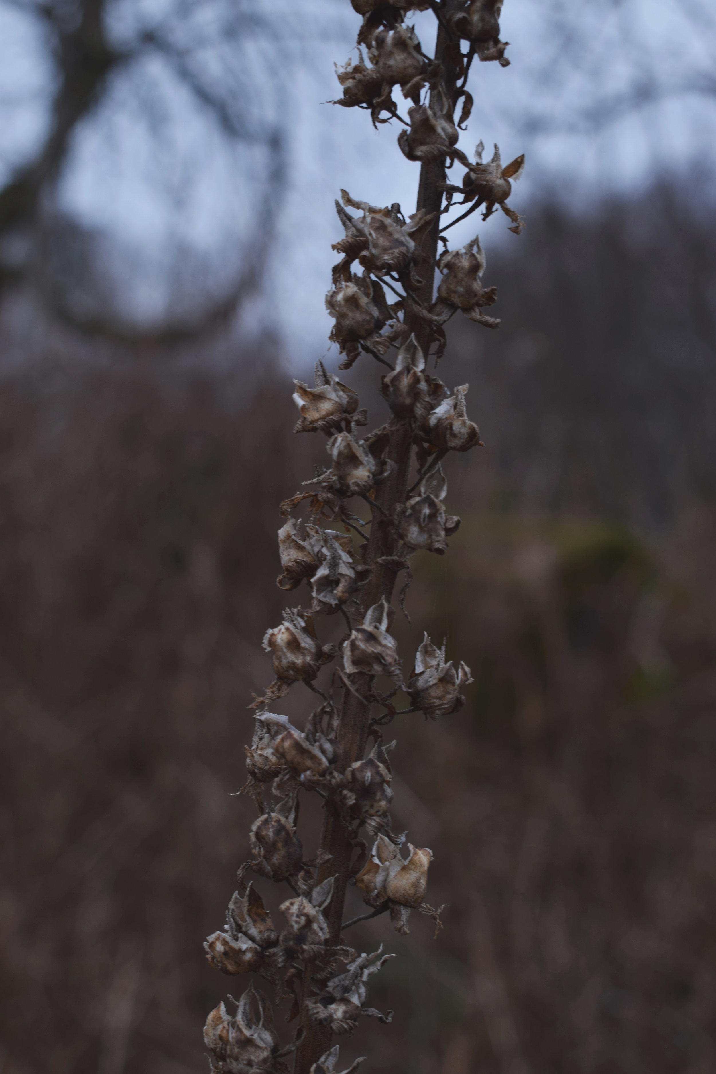 seedhead.jpg