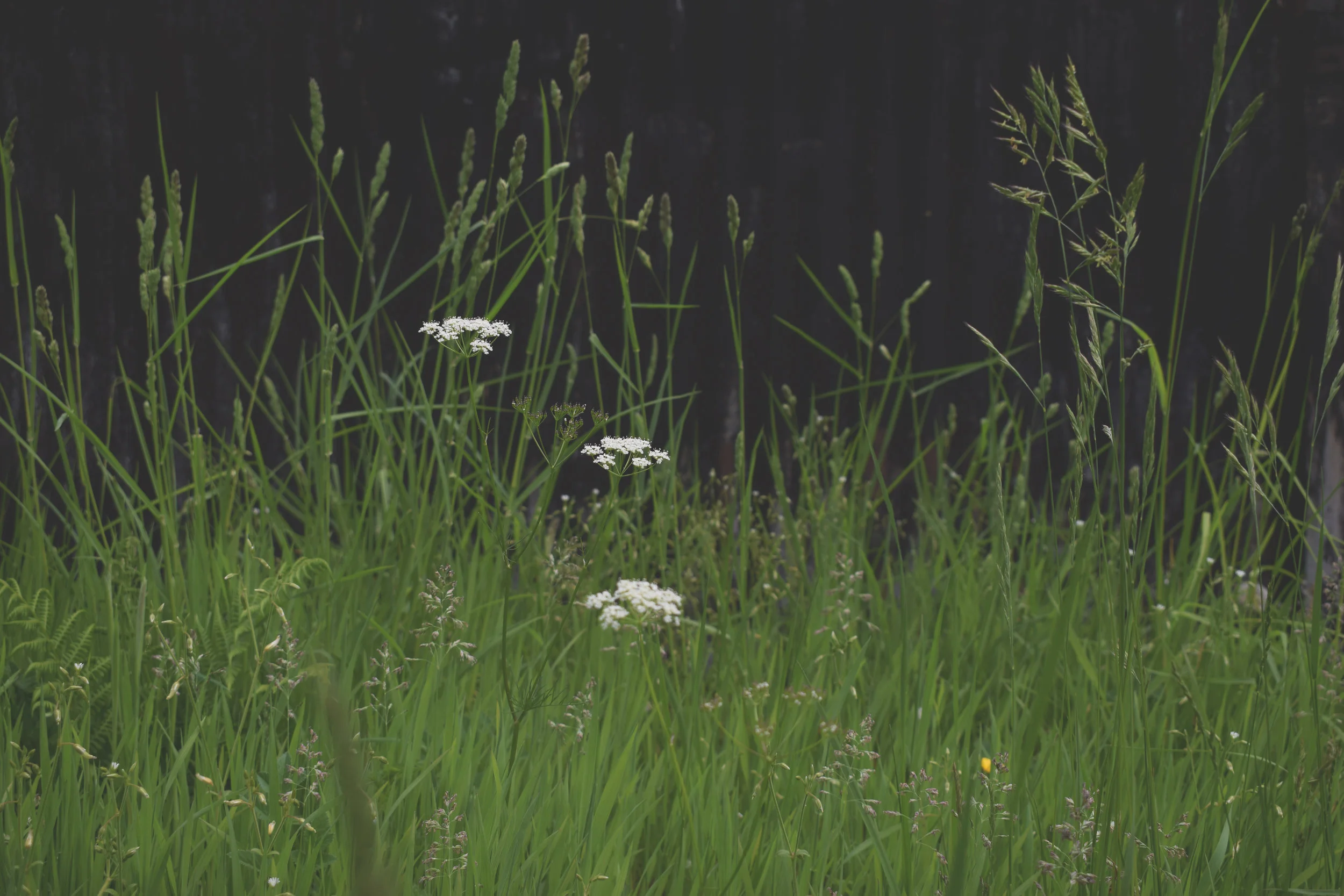 grasses.jpg