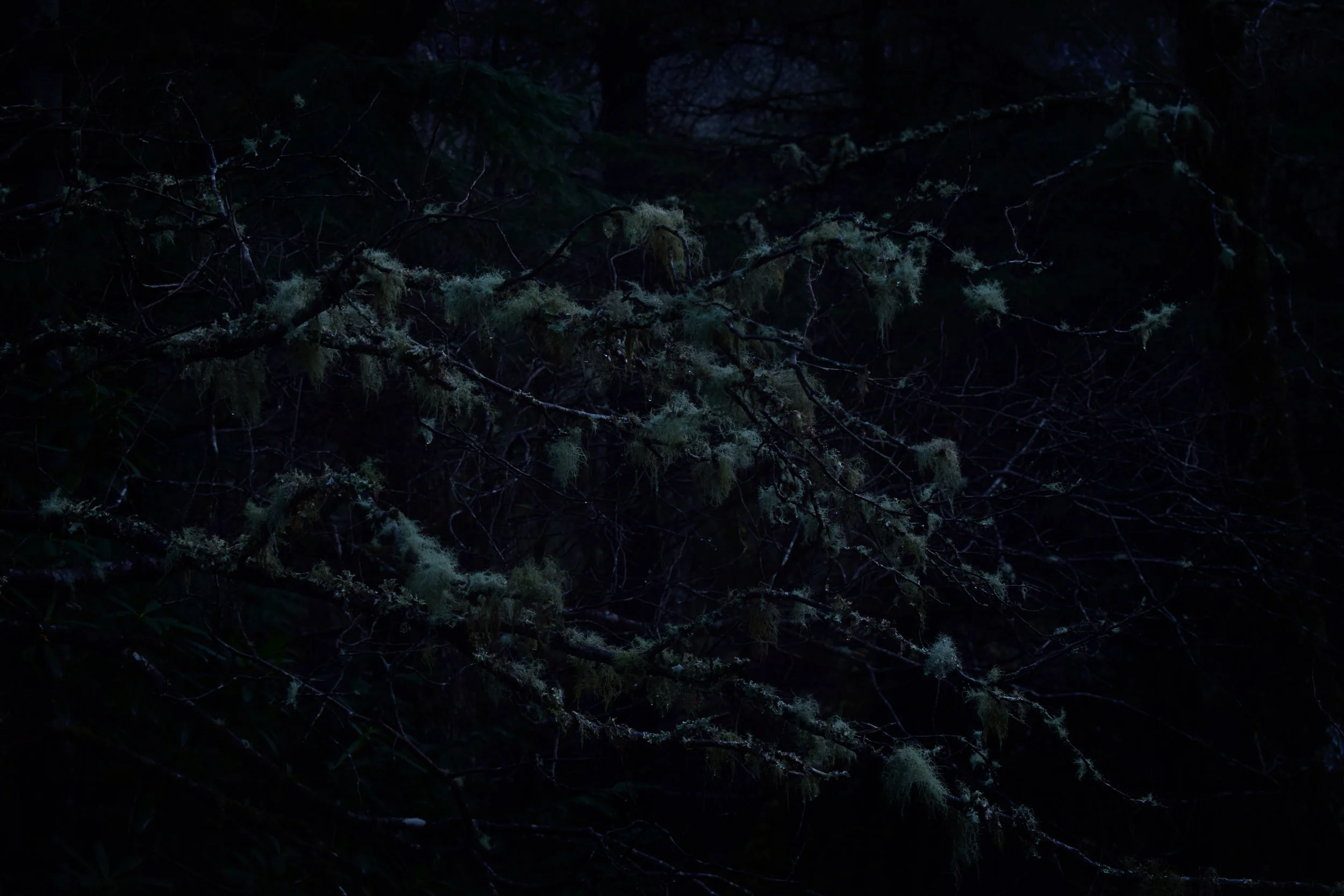 moss.jpg