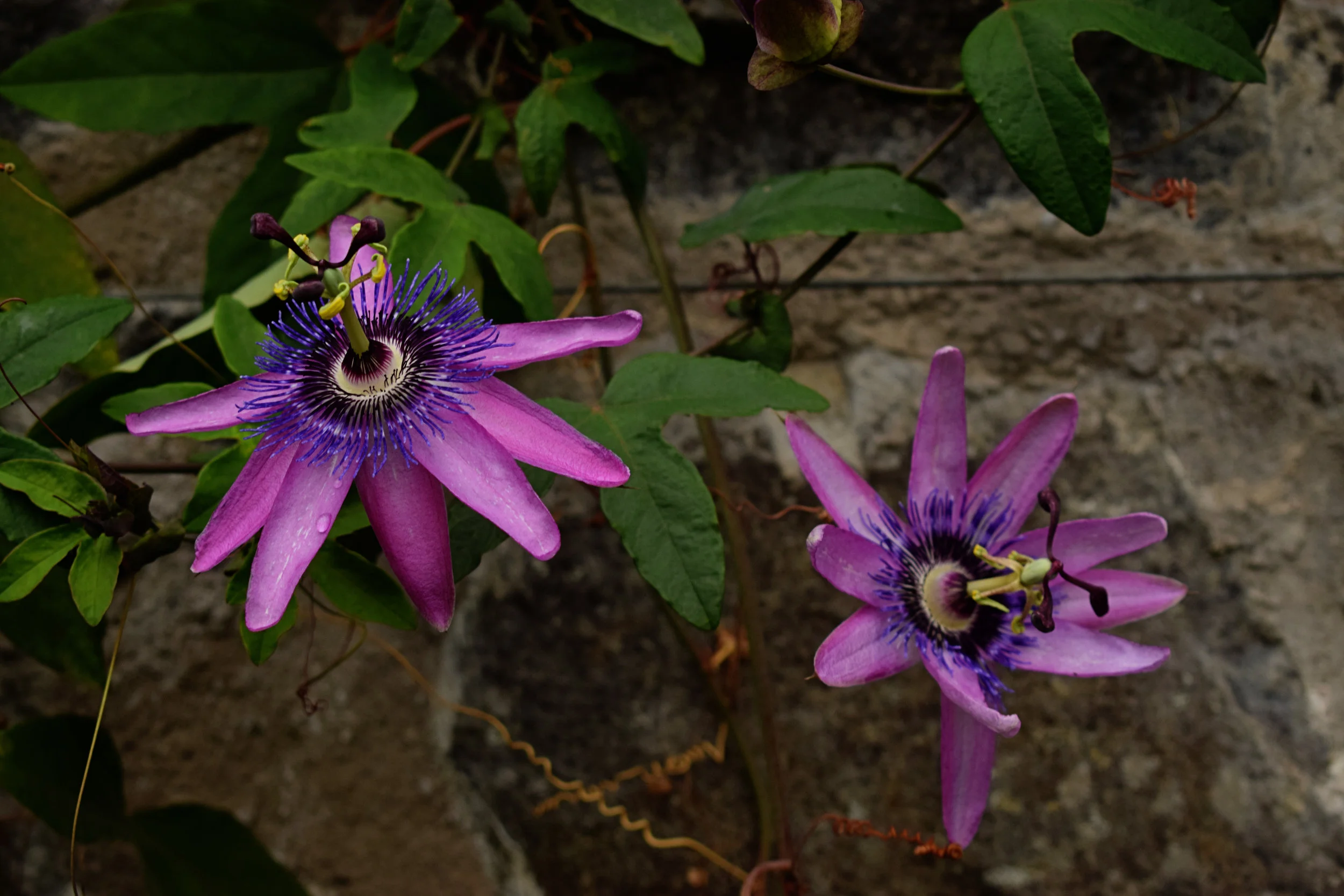 DSC_0095 copy.jpg