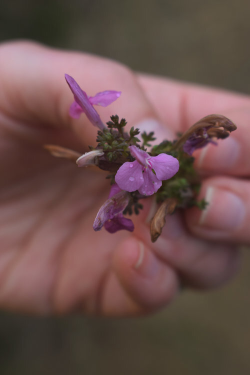 Floral offering