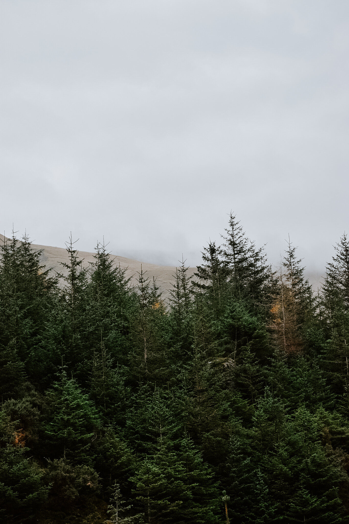 Highland pines