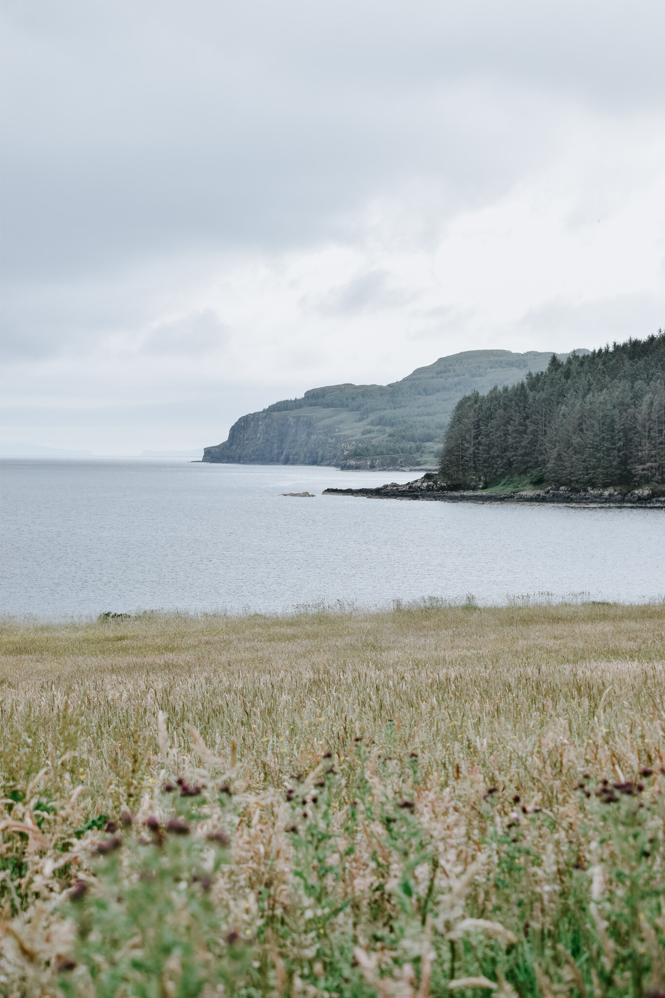 Pines and sea