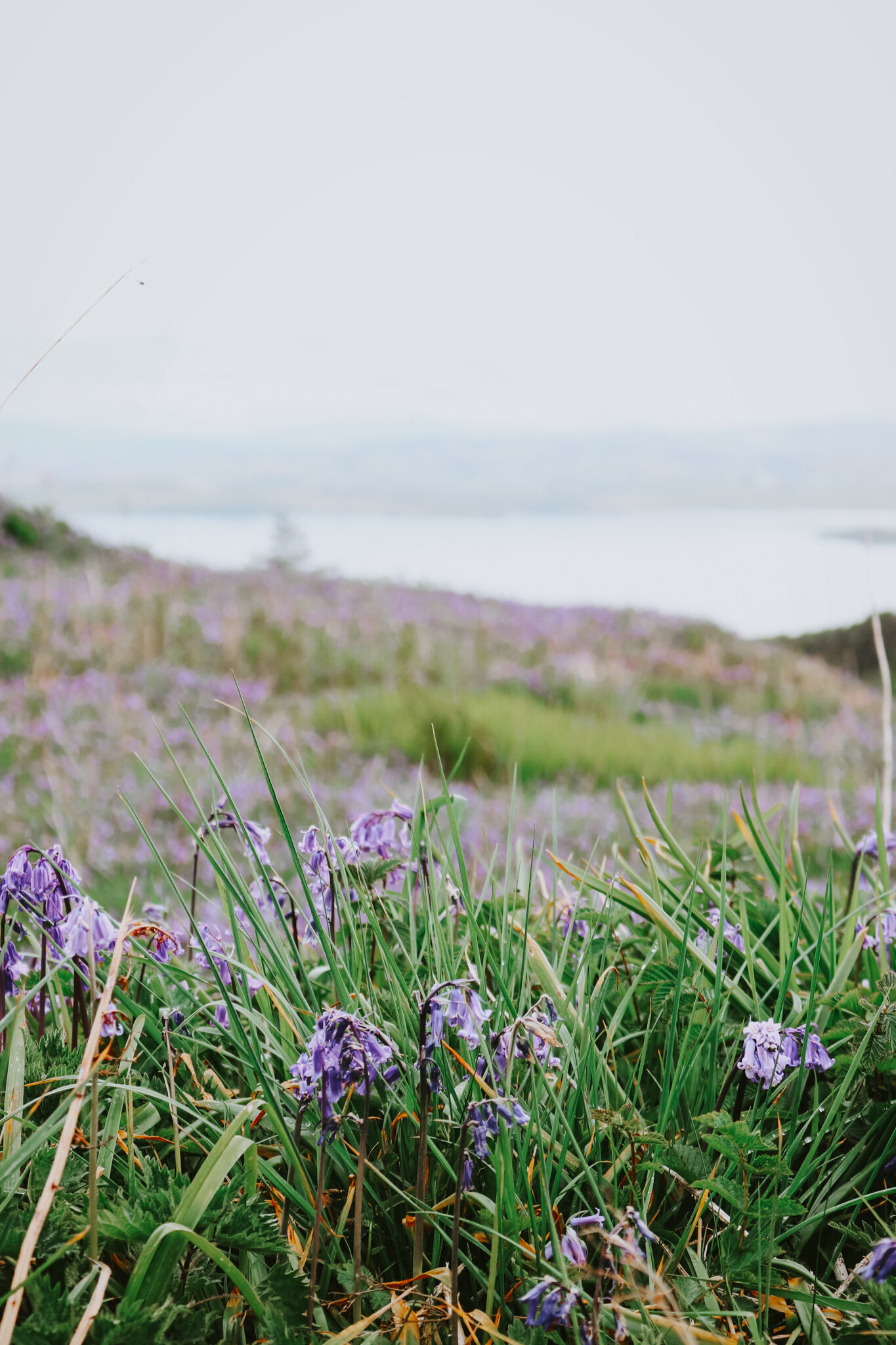 Portnalong bluebells