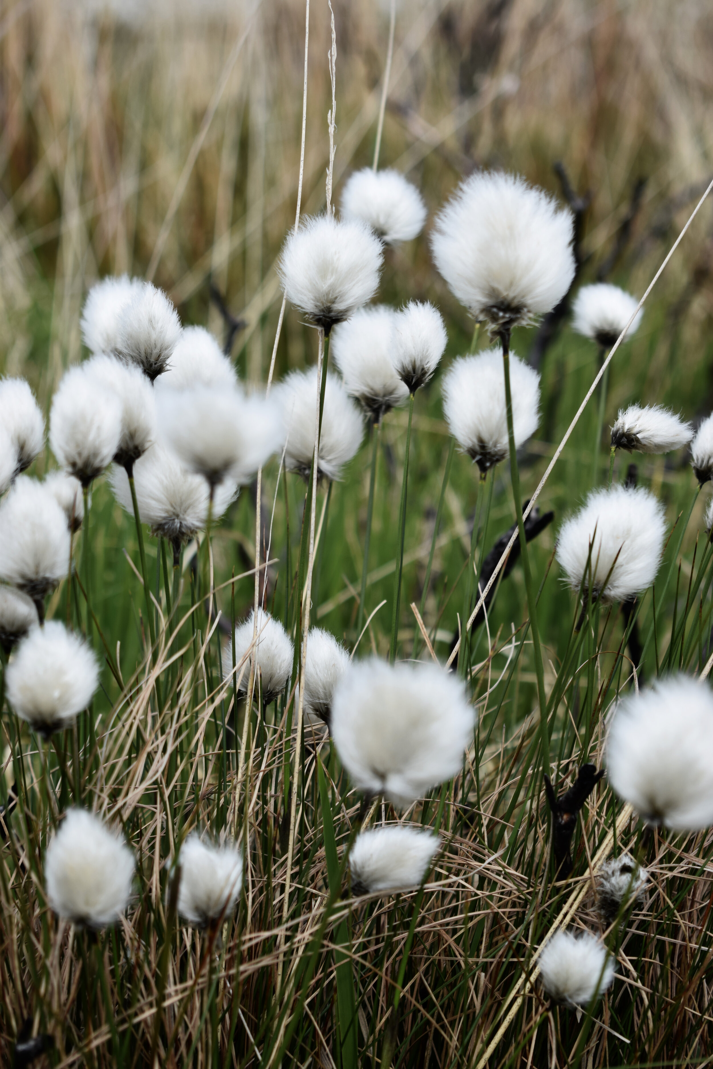 Cotton grass II