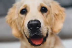 dog.jpg