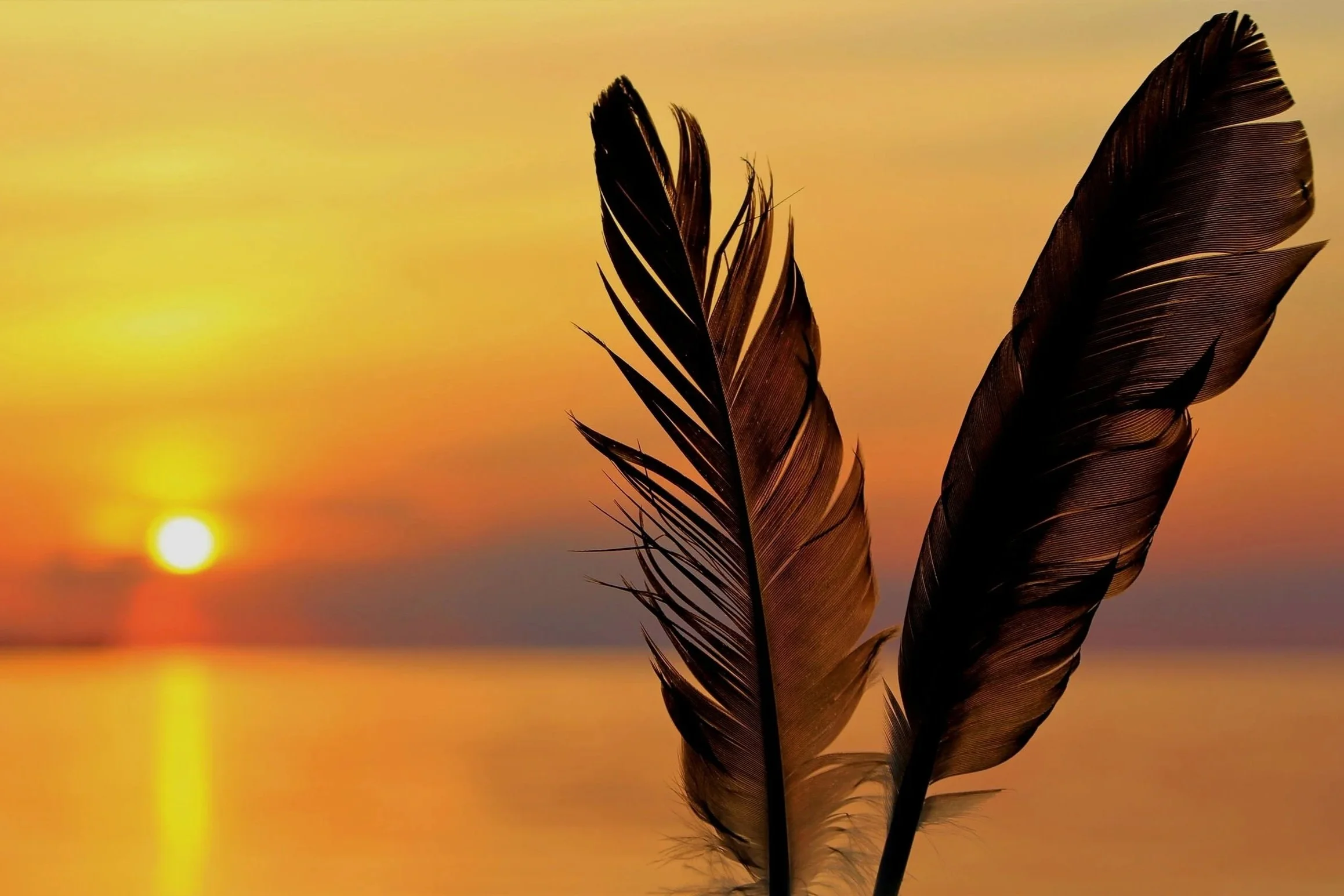 Image de deux plumes devant un coucher de soleil.