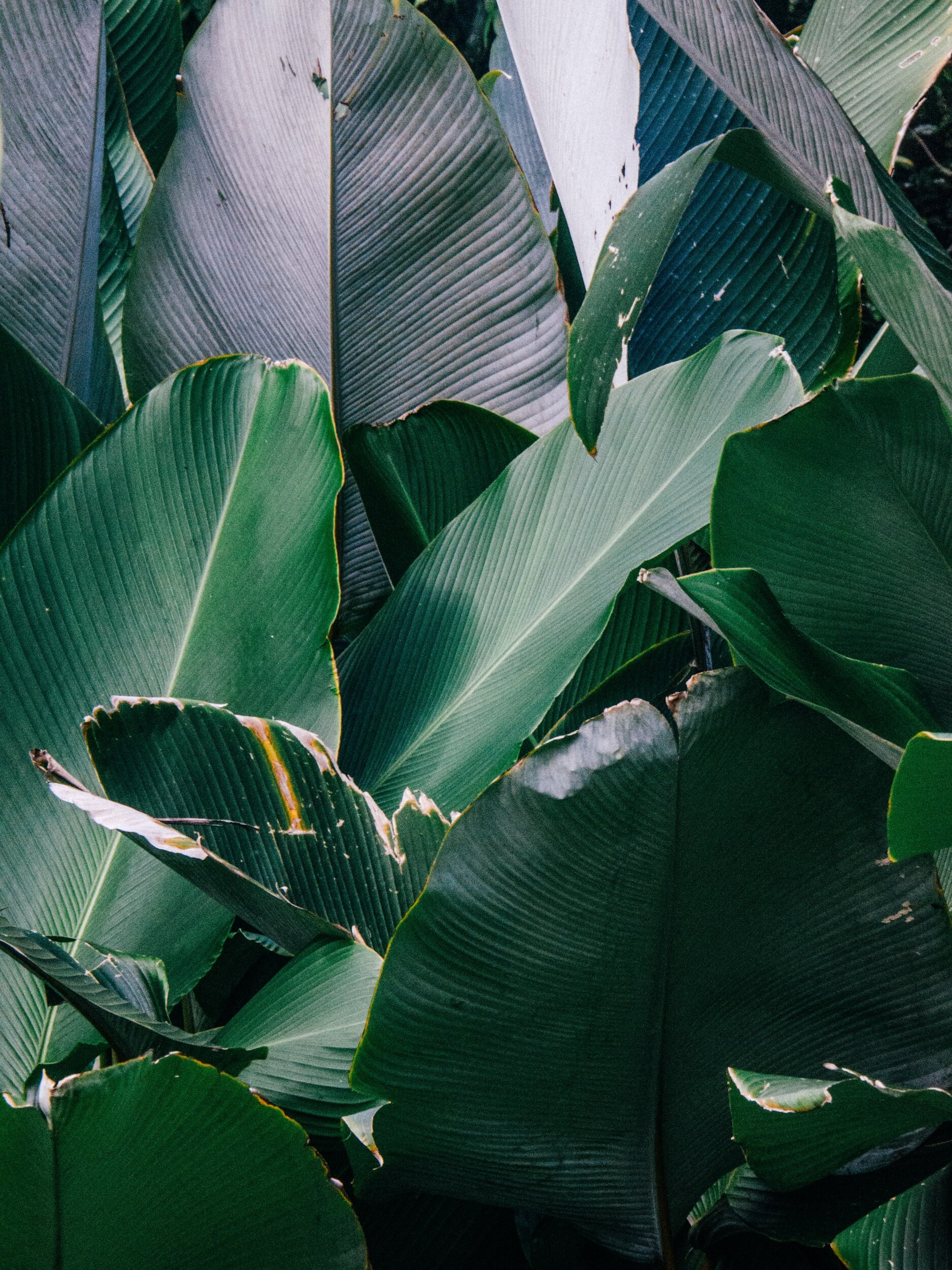 20160208-AUSTRALIA kuranda details_4628lightroomedit.jpeg