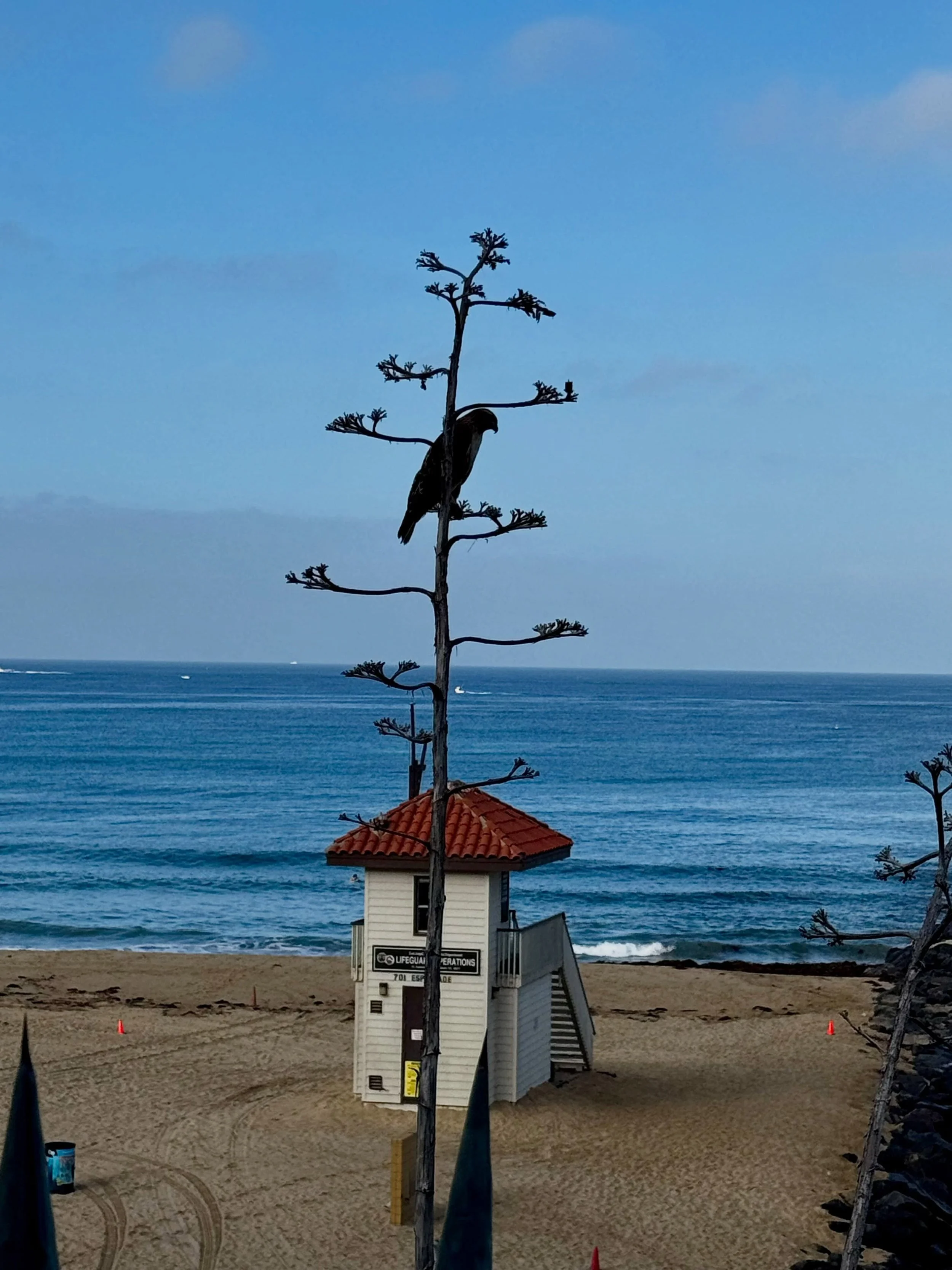 Just a sweet little reminder (captured on a recent beach walk)&hellip;.to breathe in the simple beauty that surrounds us everyday 🌊 🦜☀️