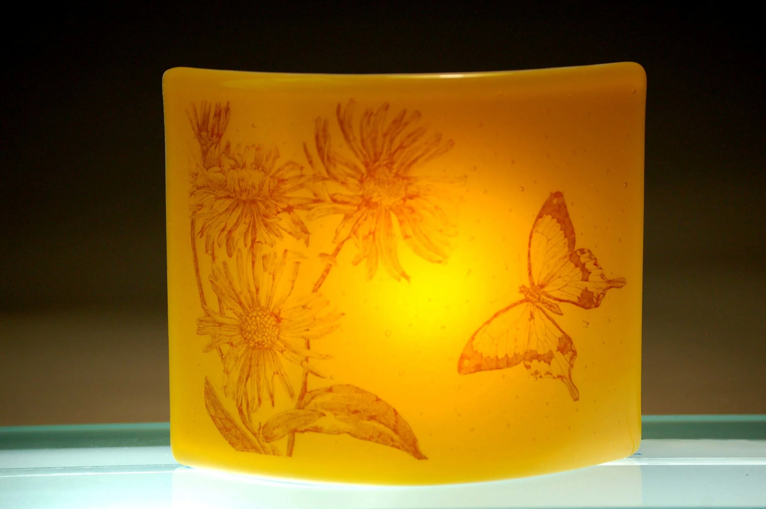 AmberAsterBacklit.jpg